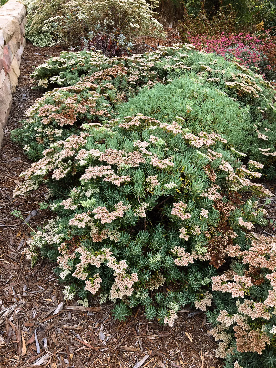 PCC, Eriogonum arborescens