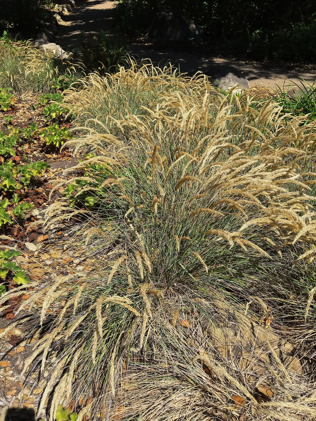 Calamagrostis foliosa in the Wooded Dell