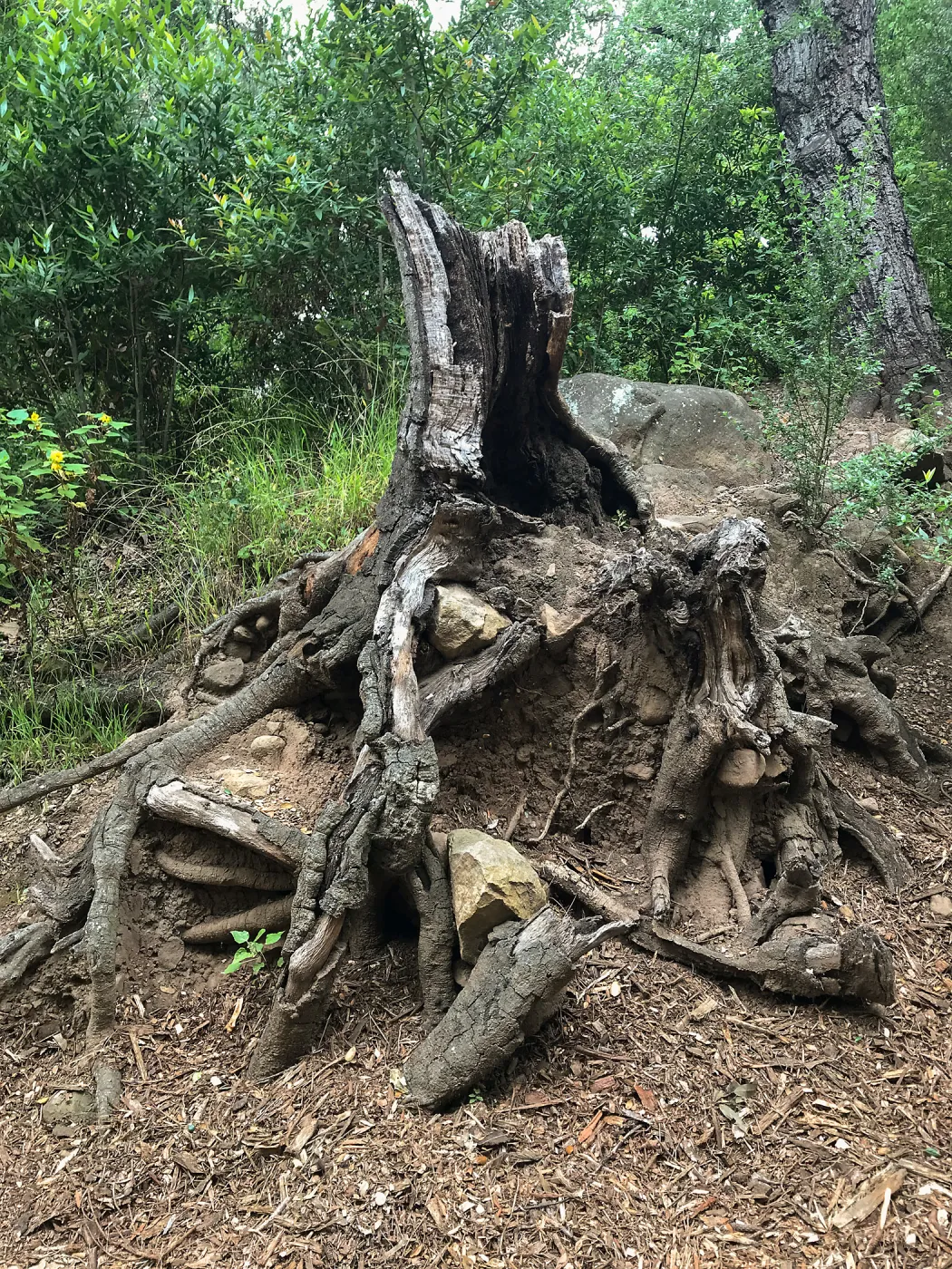 Fallen tree stump in Canyon