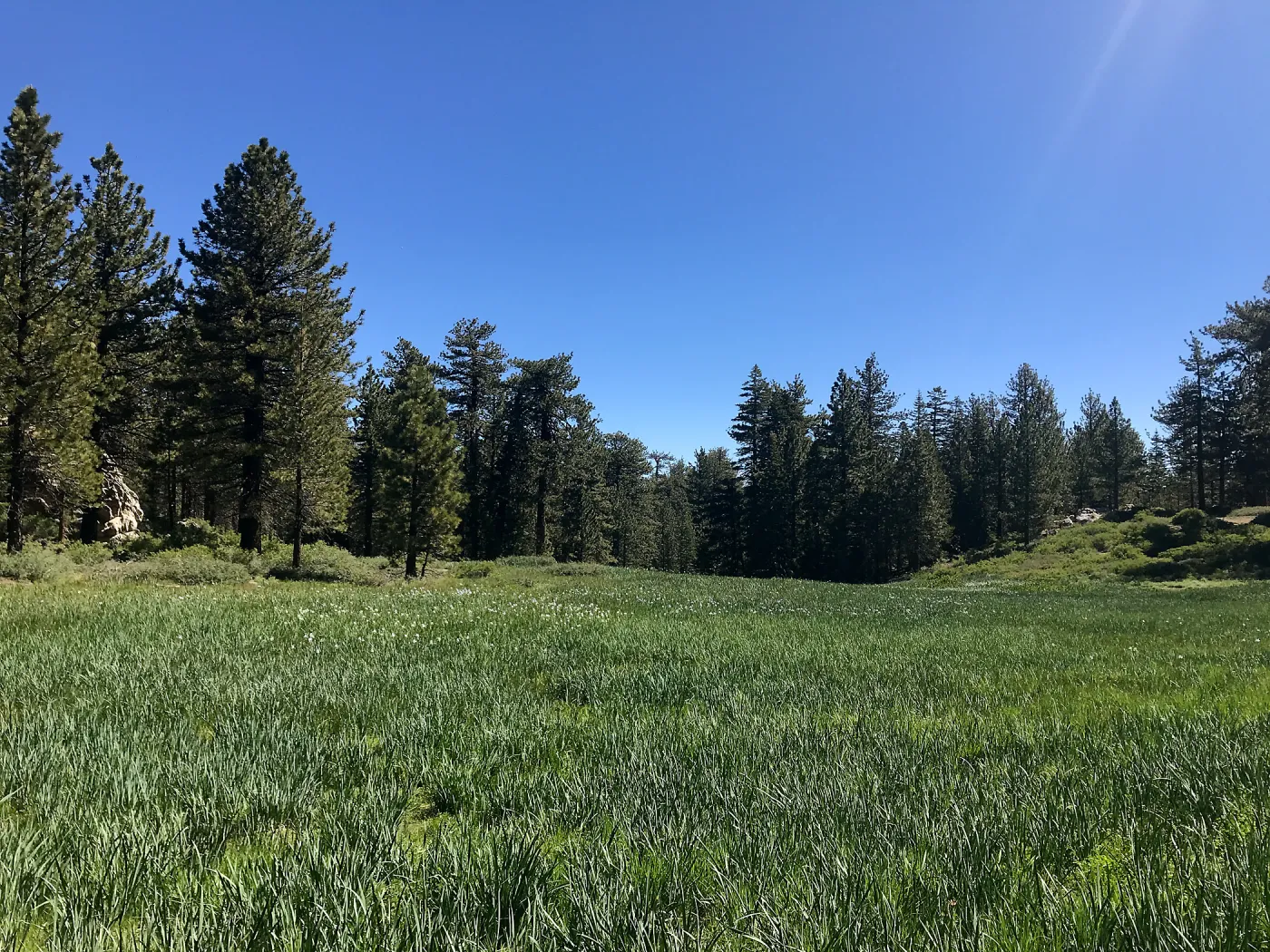 Mt. PiÃ±os field trip, Iris meadow