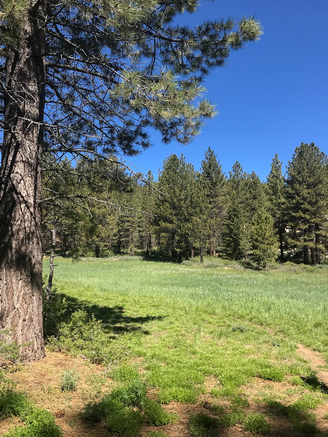 Mt. PiÃ±os field trip, Iris meadow