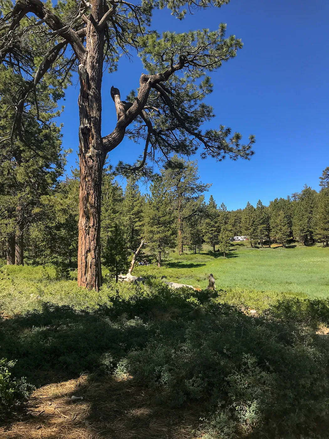 Mt. PiÃ±os field trip, Iris meadow