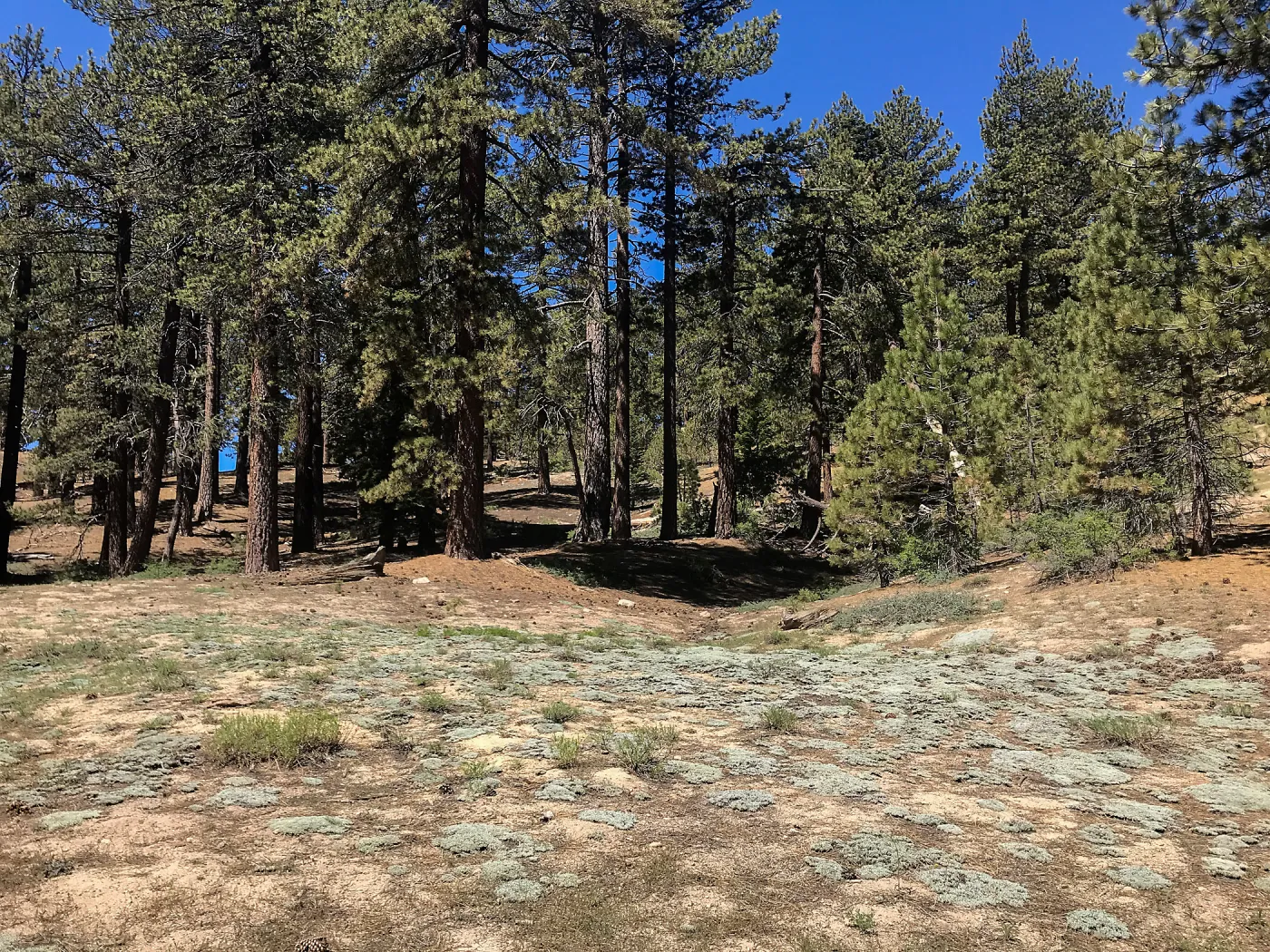 Mt. PiÃ±os field trip