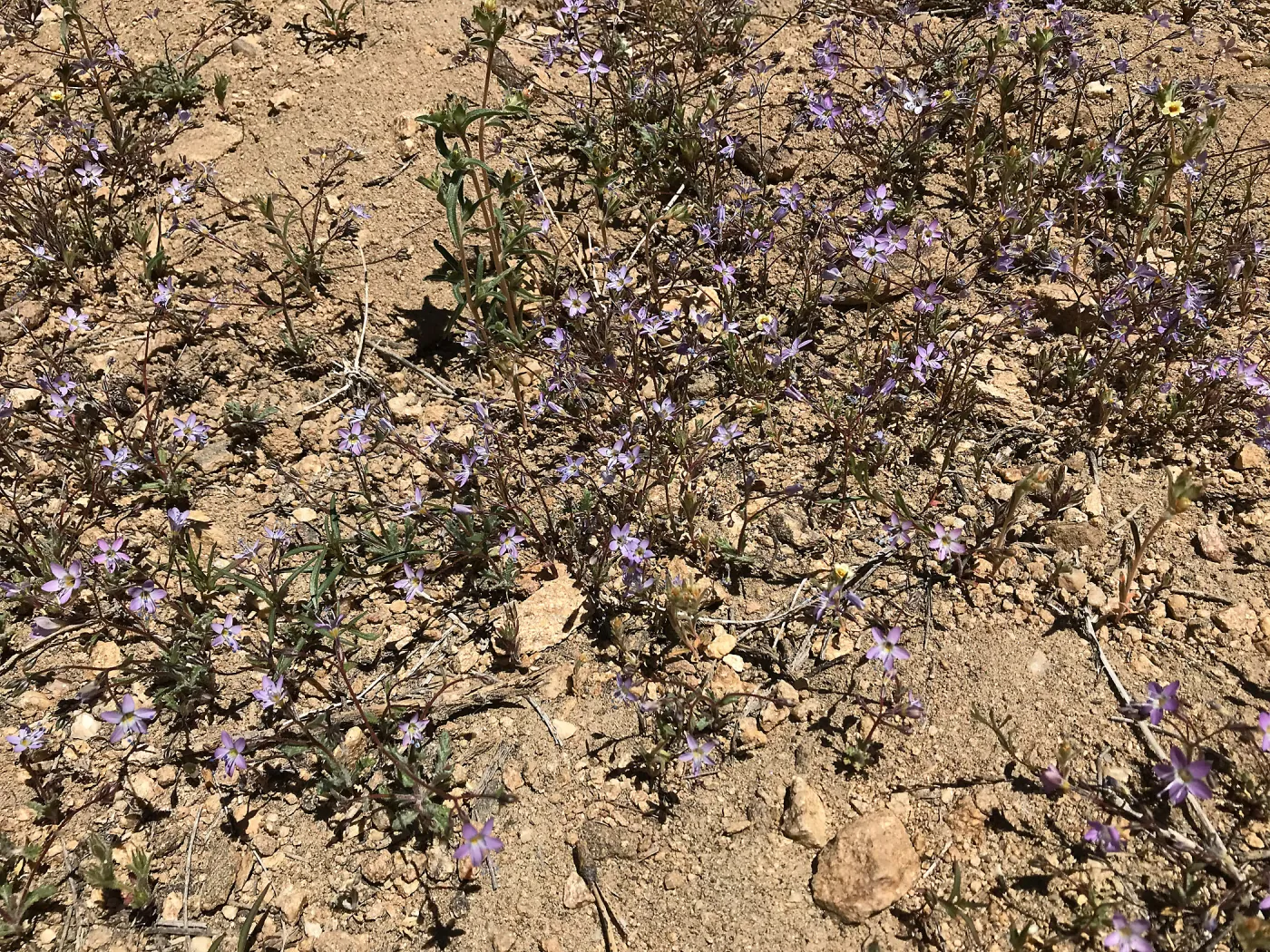 Mt. PiÃ±os field trip