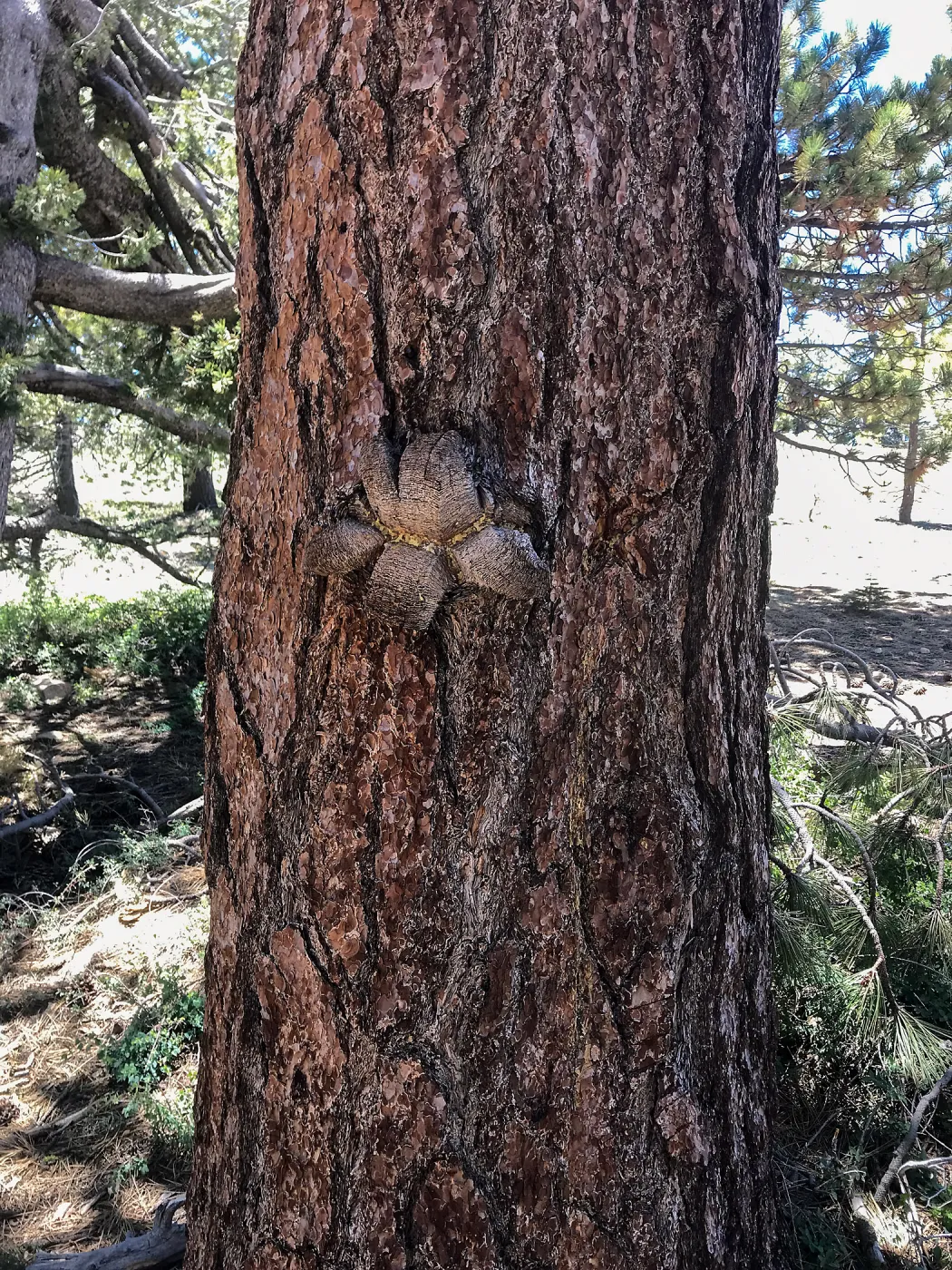 Mt. PiÃ±os field trip