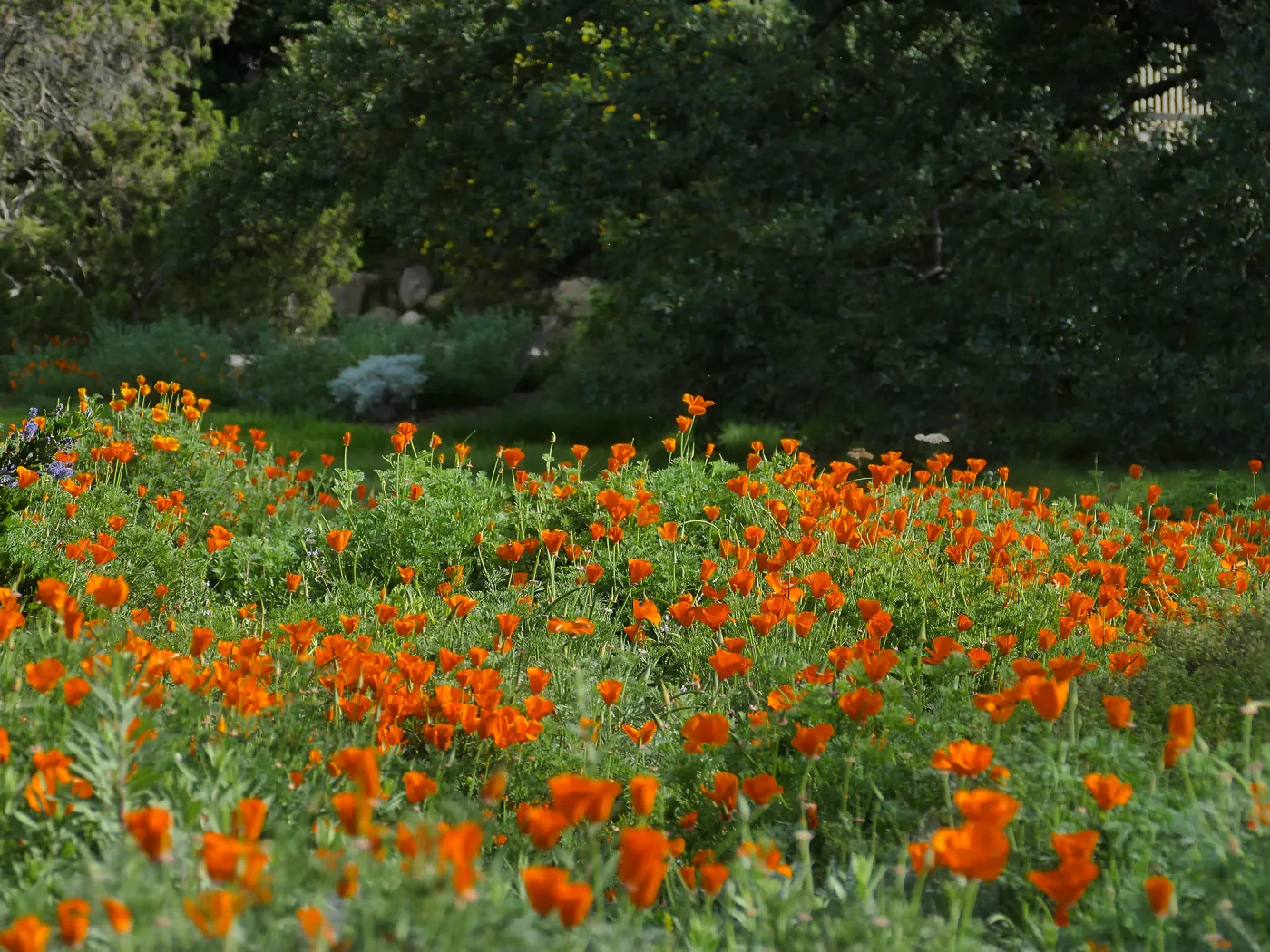 Poppies in the Groundcover Section