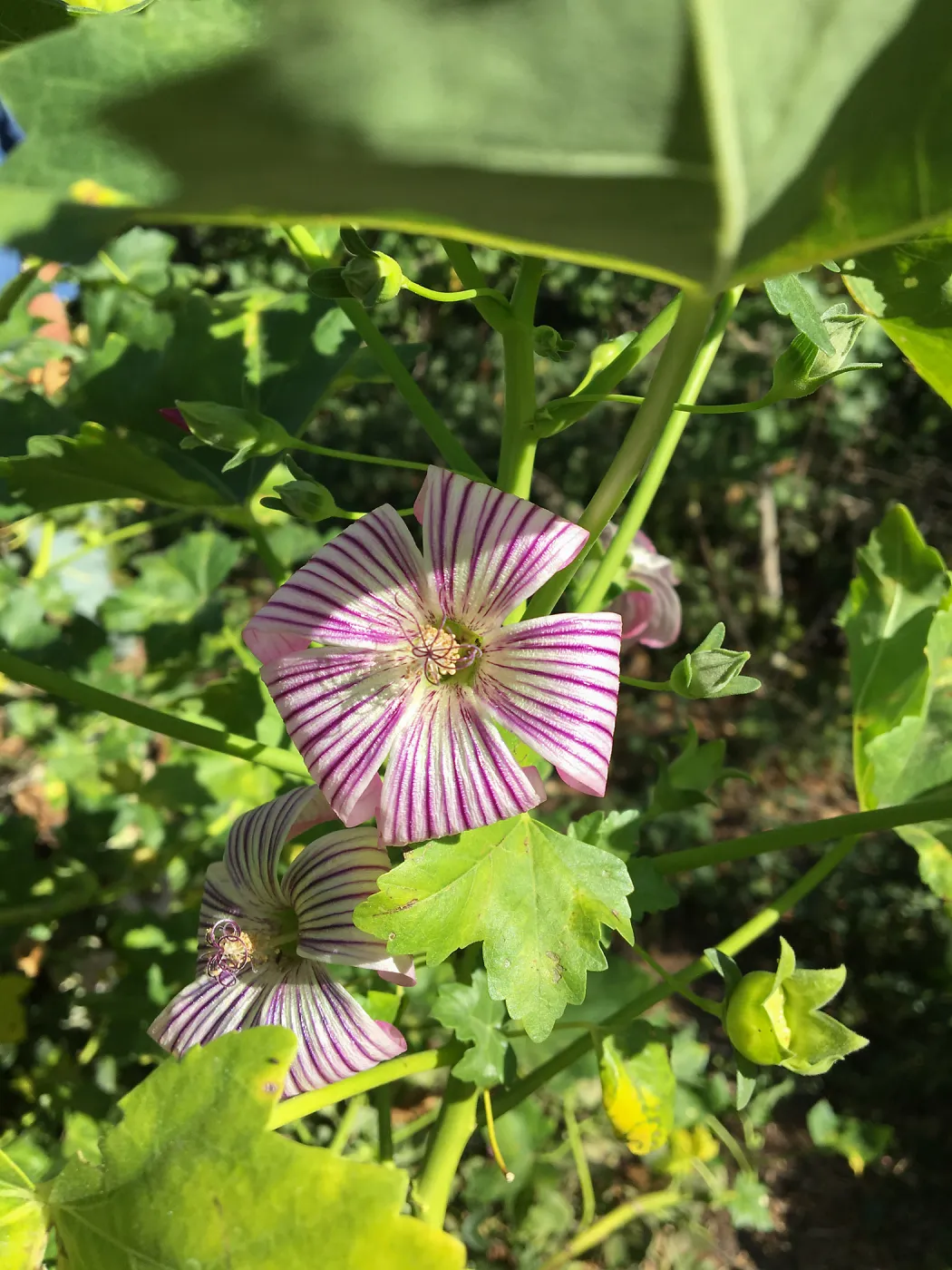 Malva (Mallow) hybrids in garden of Ed Mercurio