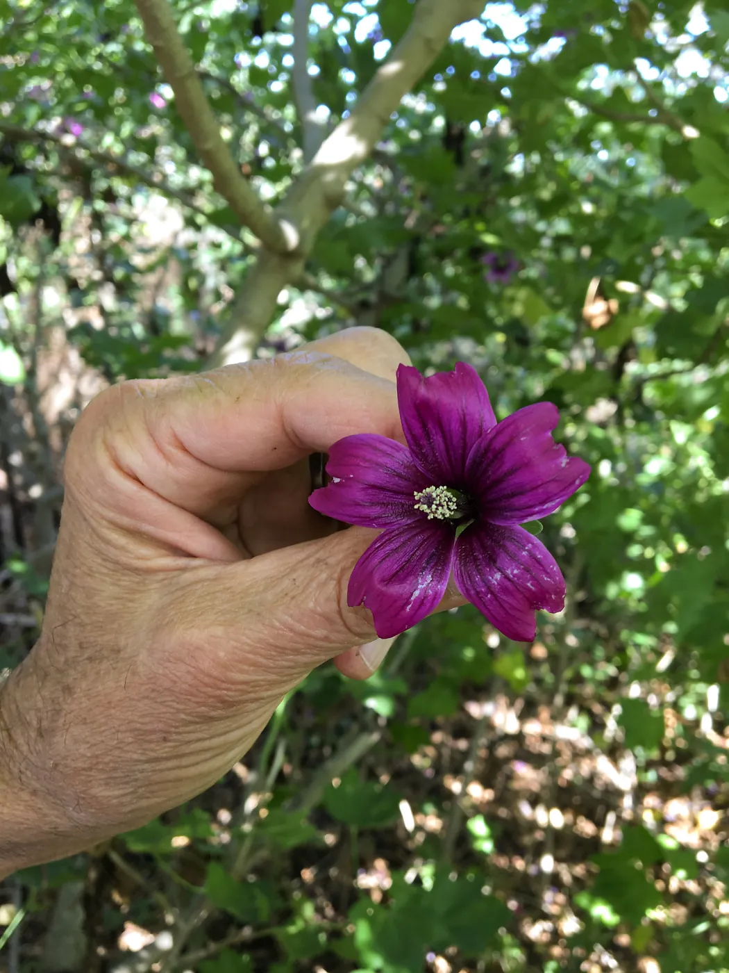 Malva (Mallow) hybrids in garden of Ed Mercurio