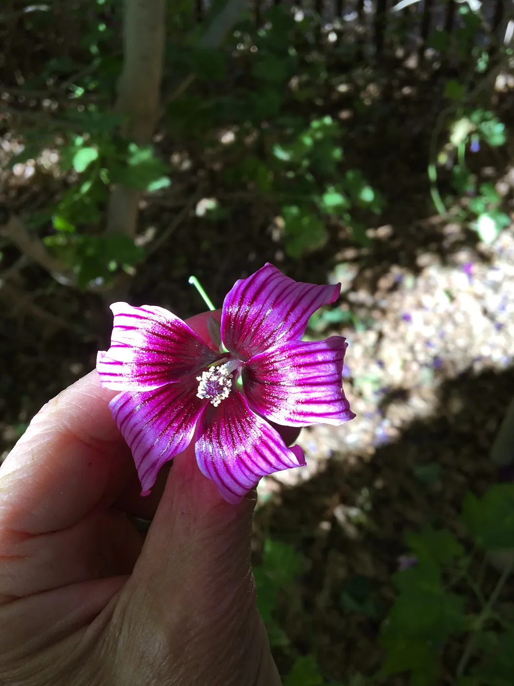 Malva hybrids in garden of Ed Mercurio