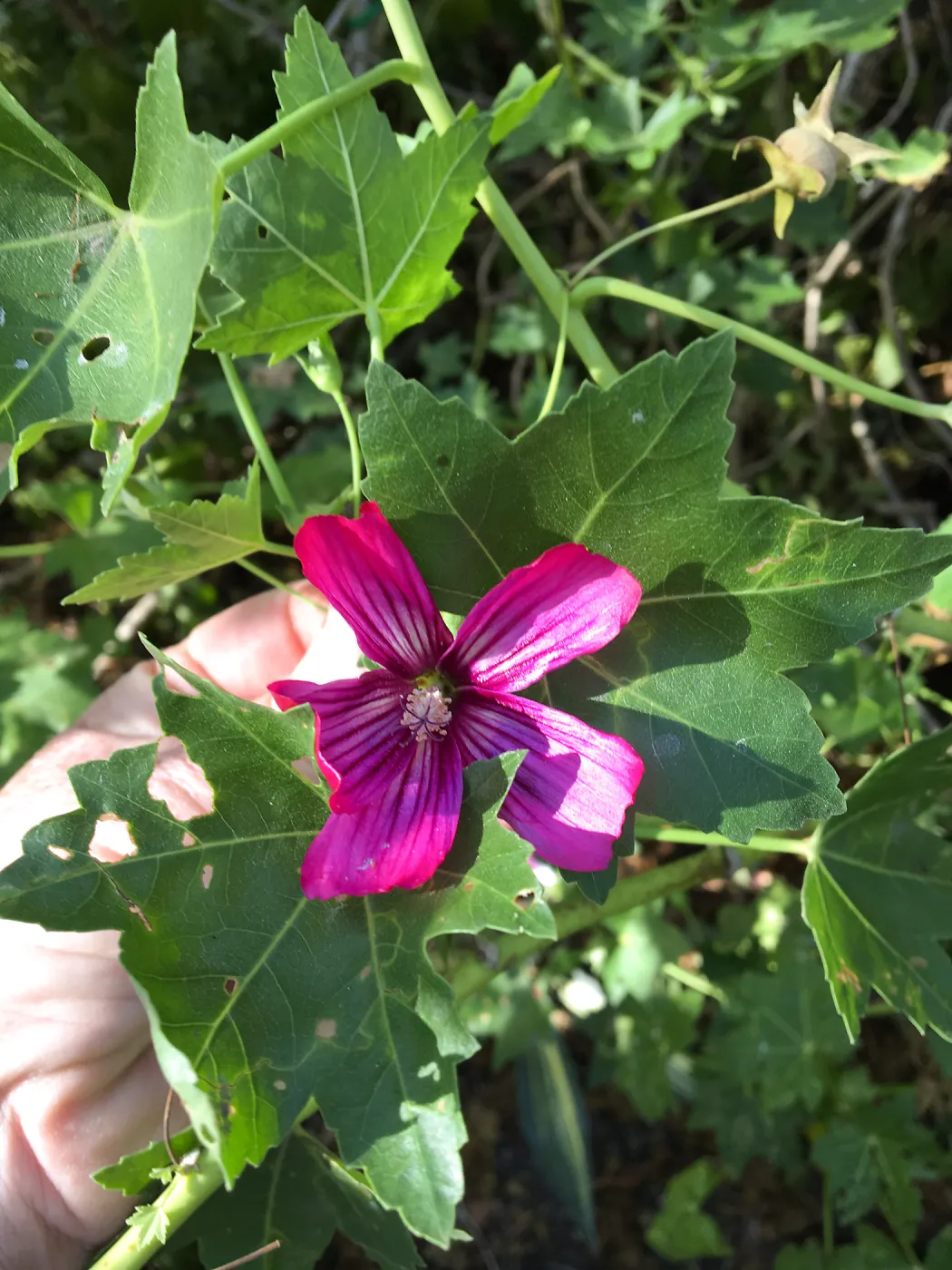 Malva (Mallow) hybrids in garden of Ed Mercurio