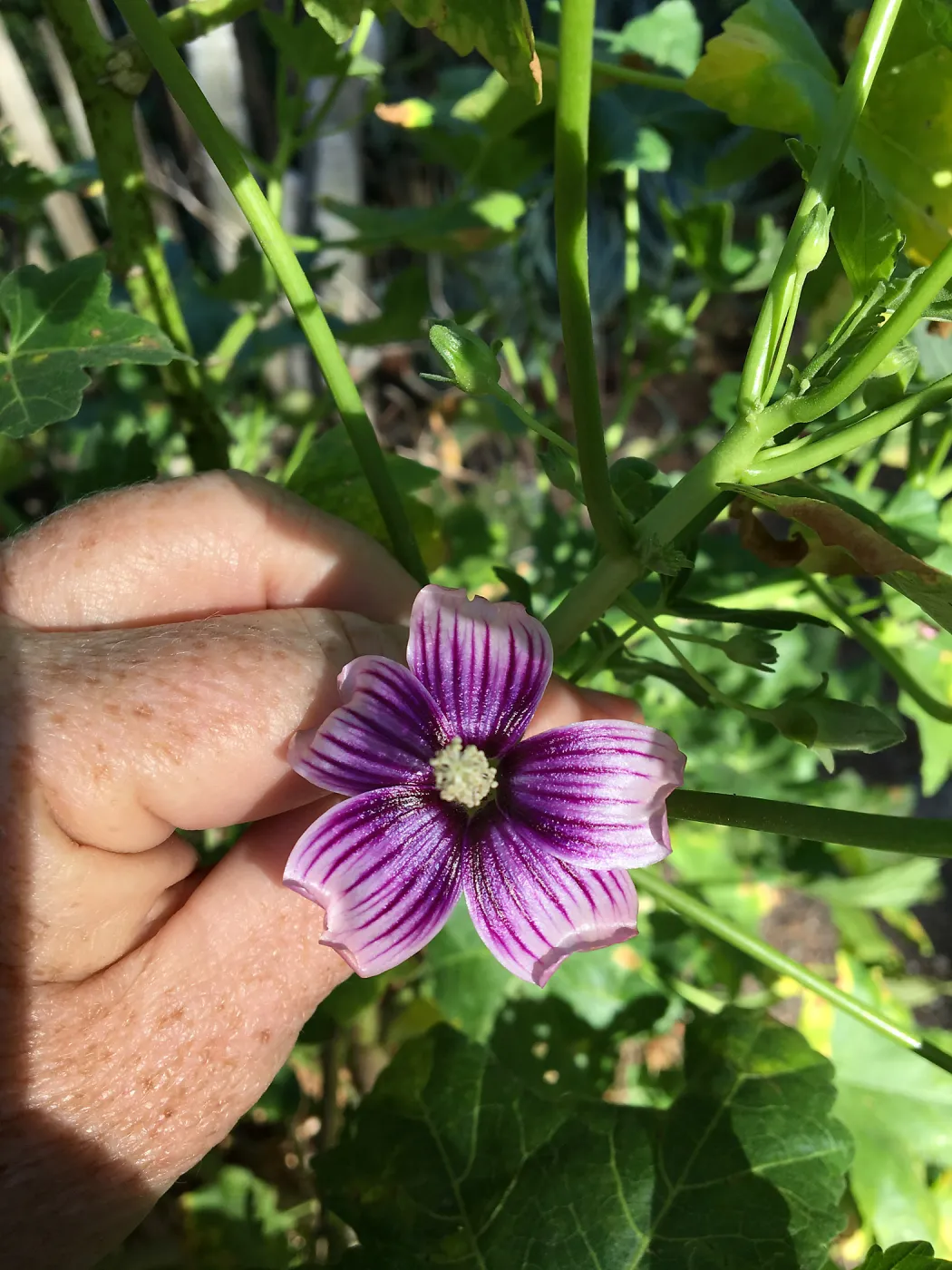 Malva (Mallow) hybrids in garden of Ed Mercurio
