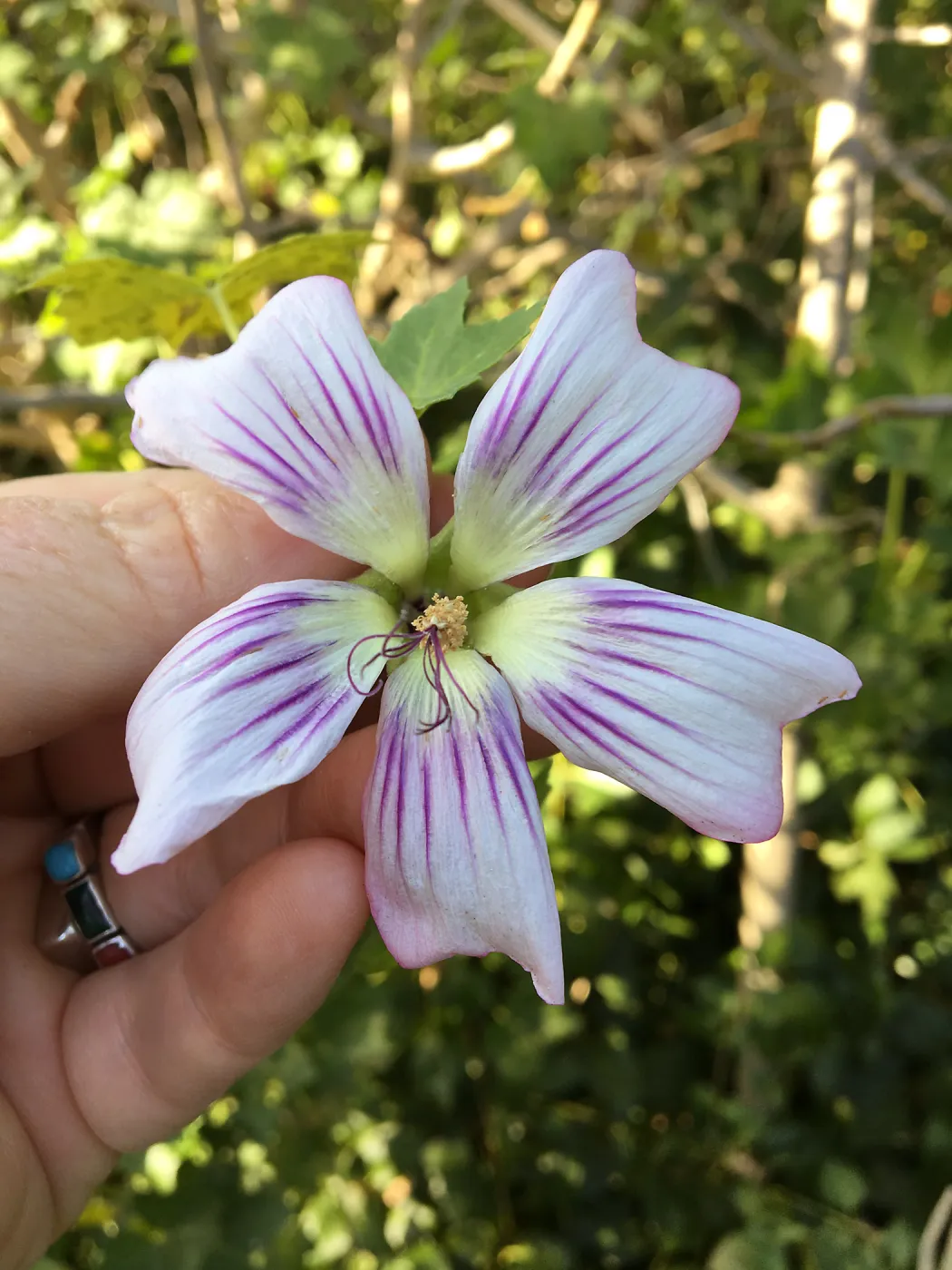 Malva hybrids in garden of Ed Mercurio