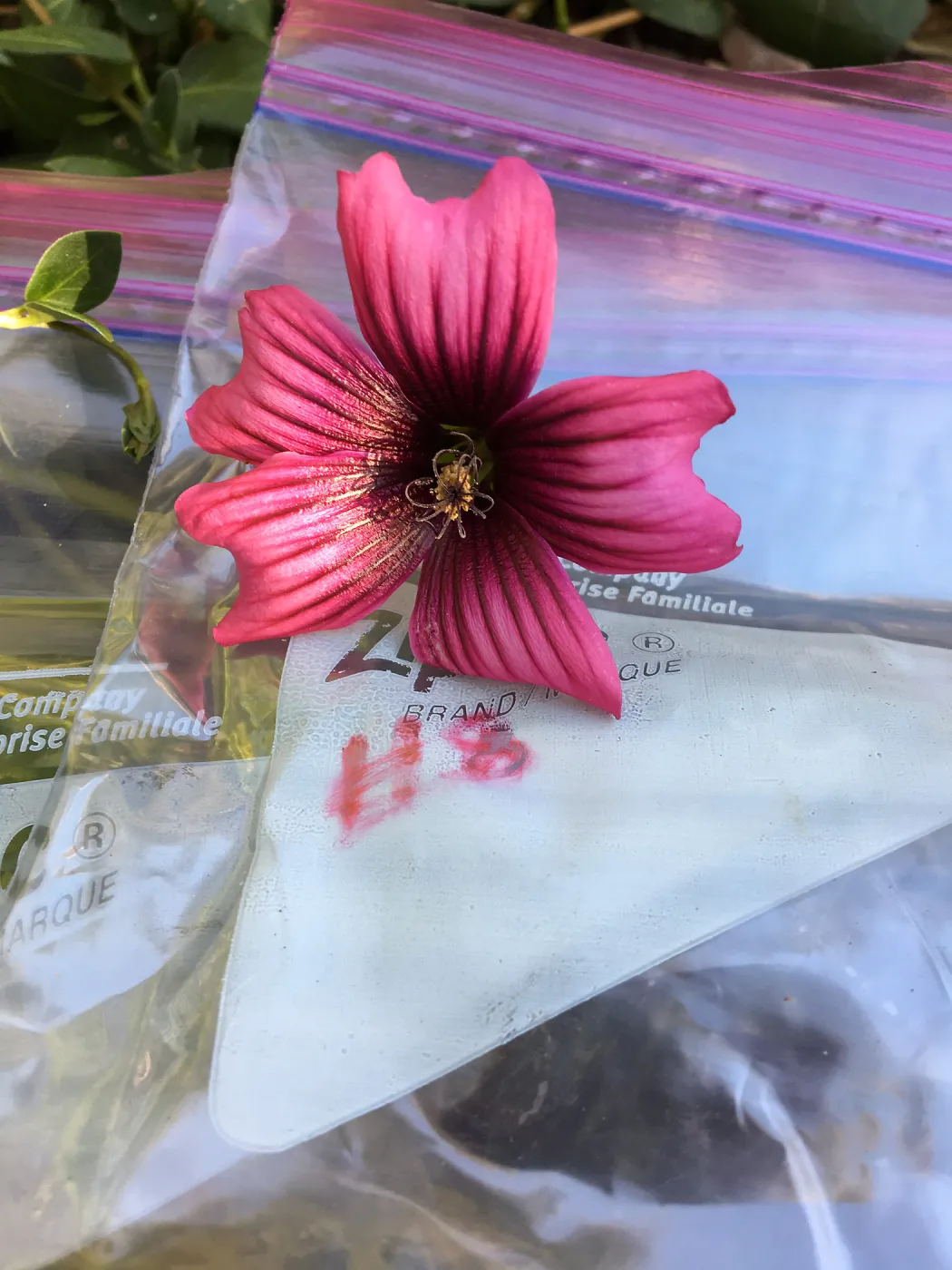 Malva (Mallow) hybrids collected by Betsy Collins in the garden of Ed Mercurio