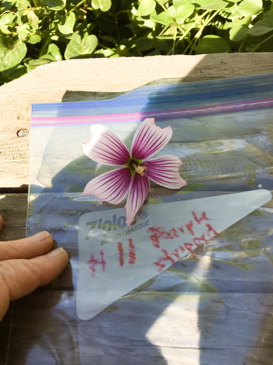 Malva (Mallow) hybrids collected by Betsy Collins in the garden of Ed Mercurio