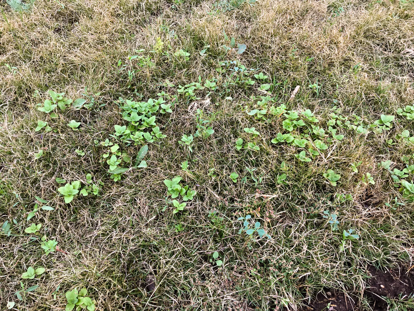 Weedy Veronica coming up through Bouteloua