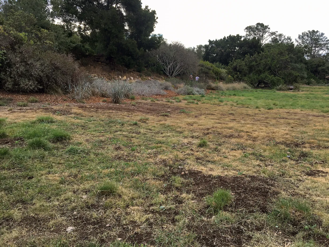 Meadow revival (see gardener notes)