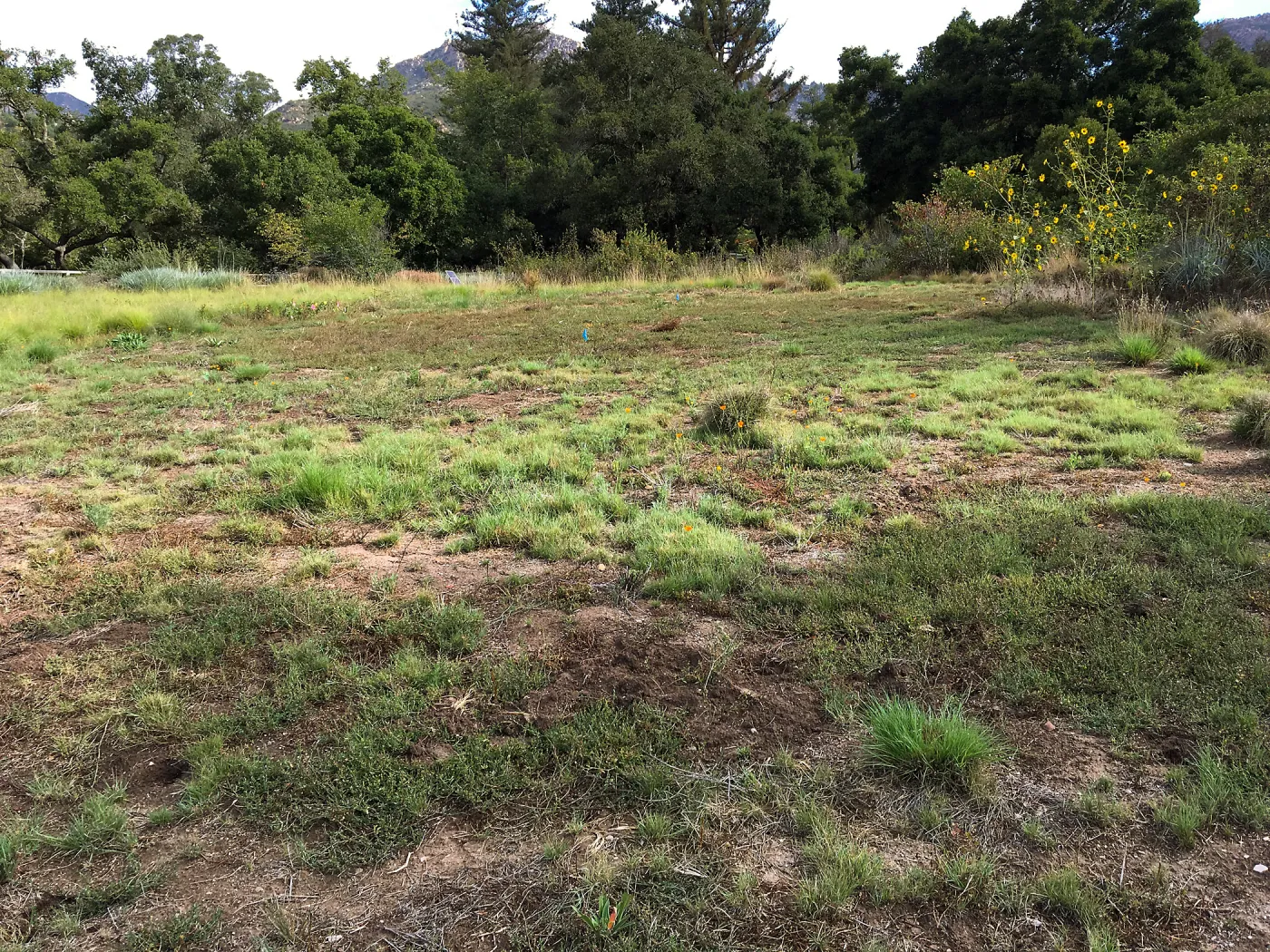 Meadow revival (see gardener notes)