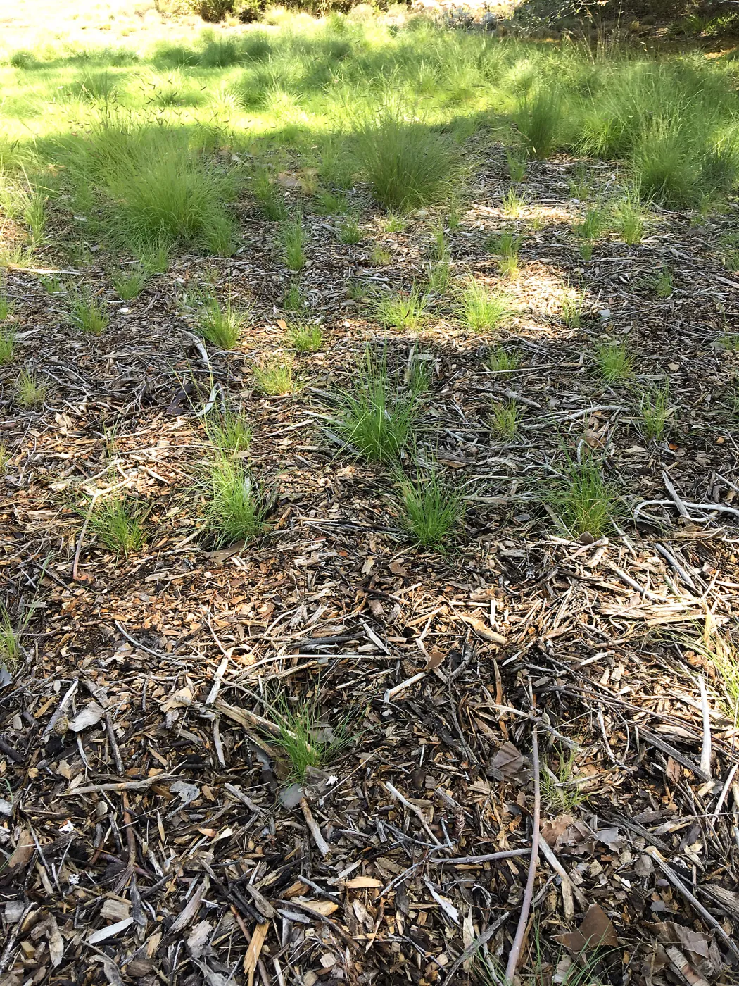Bouteloua plugs planted in lower Meadow