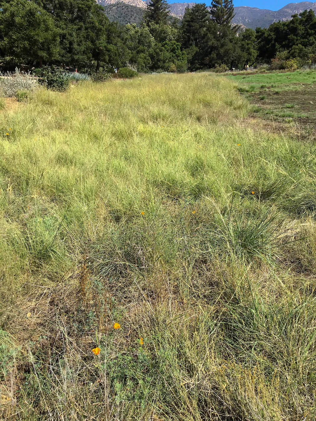 Bouteloua established in old lawn on west side of the Meadow
