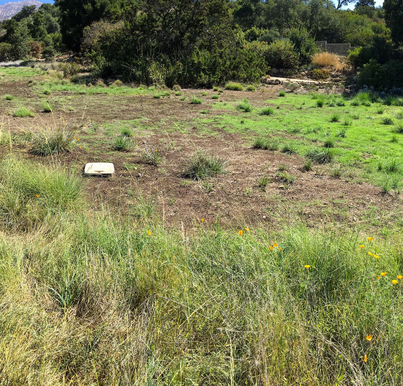Meadow (see gardener notes)