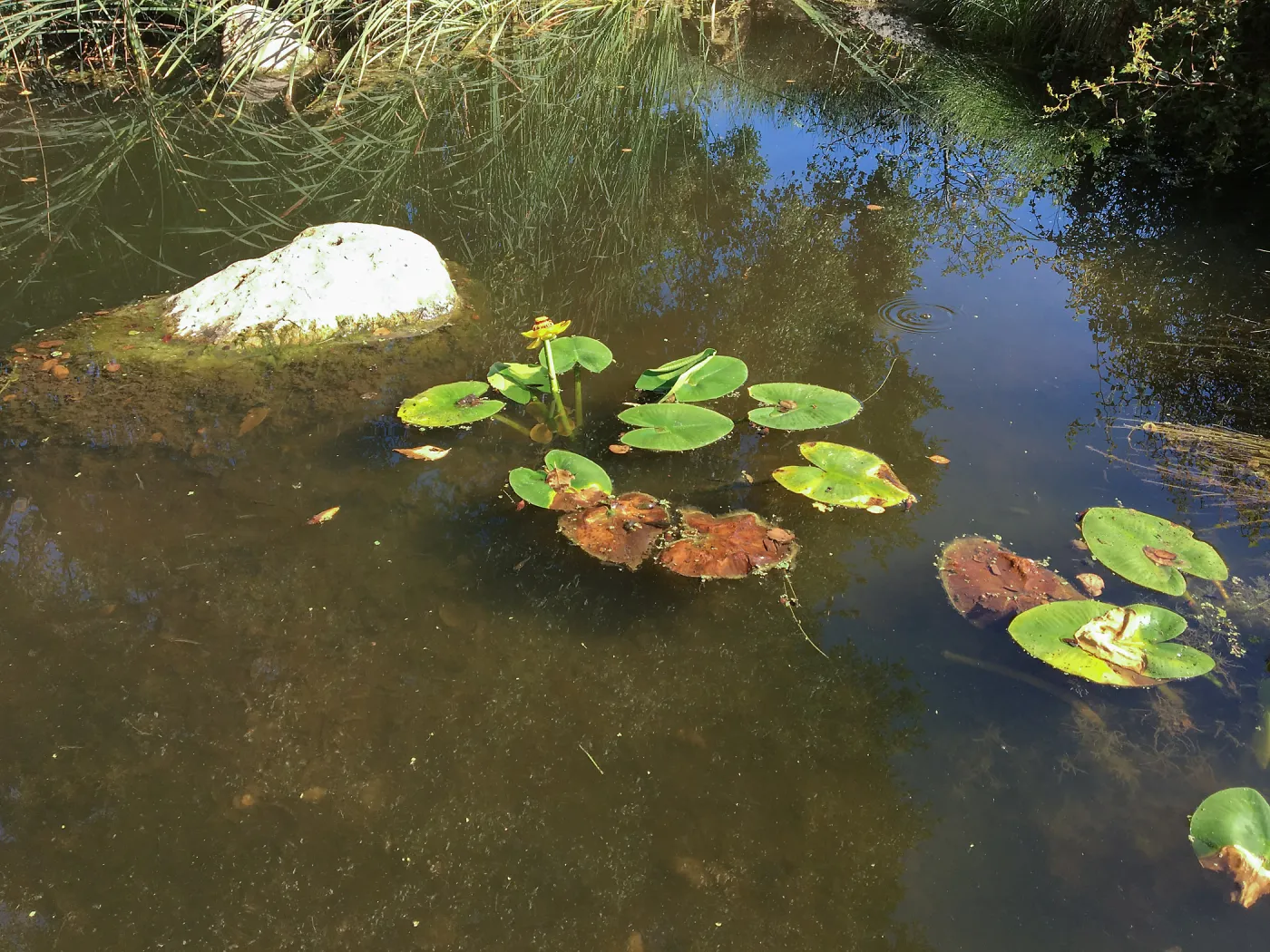 Nuphar in Pond