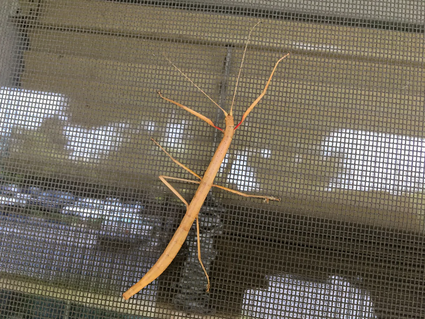 Walking Stick
