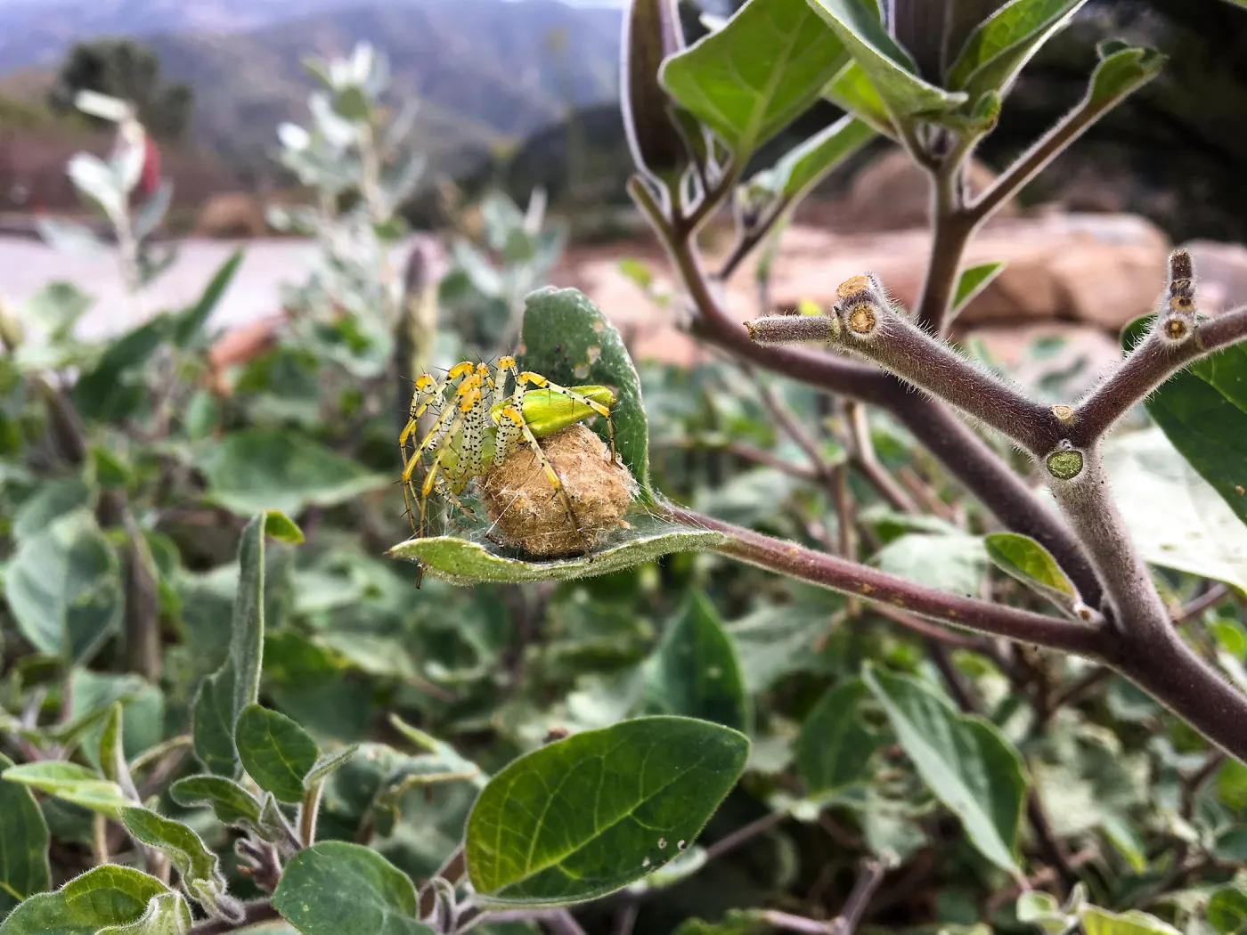 Spider, on Datura at the PCC