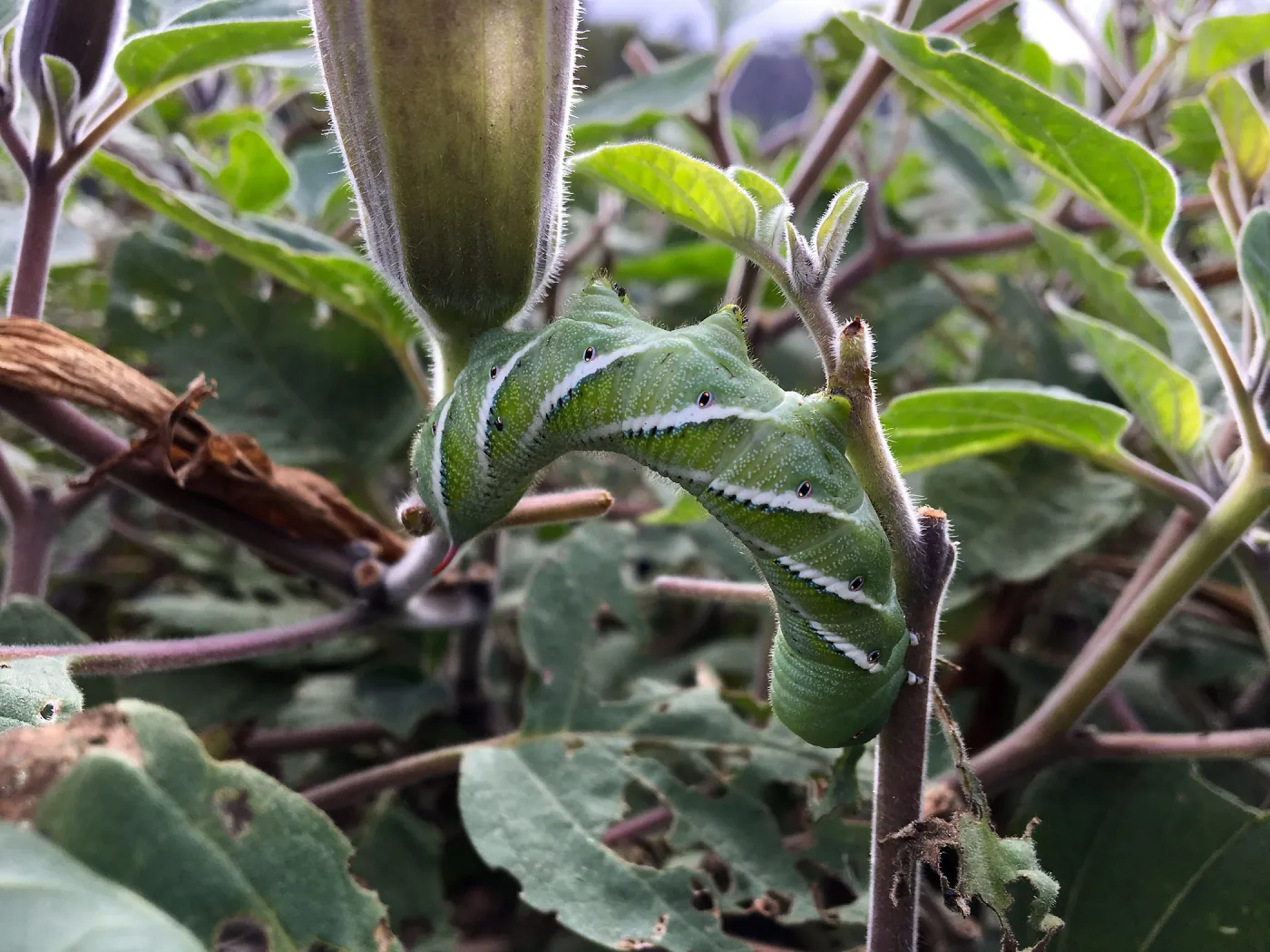Tobacco Horn Worm on Datura at the PCC