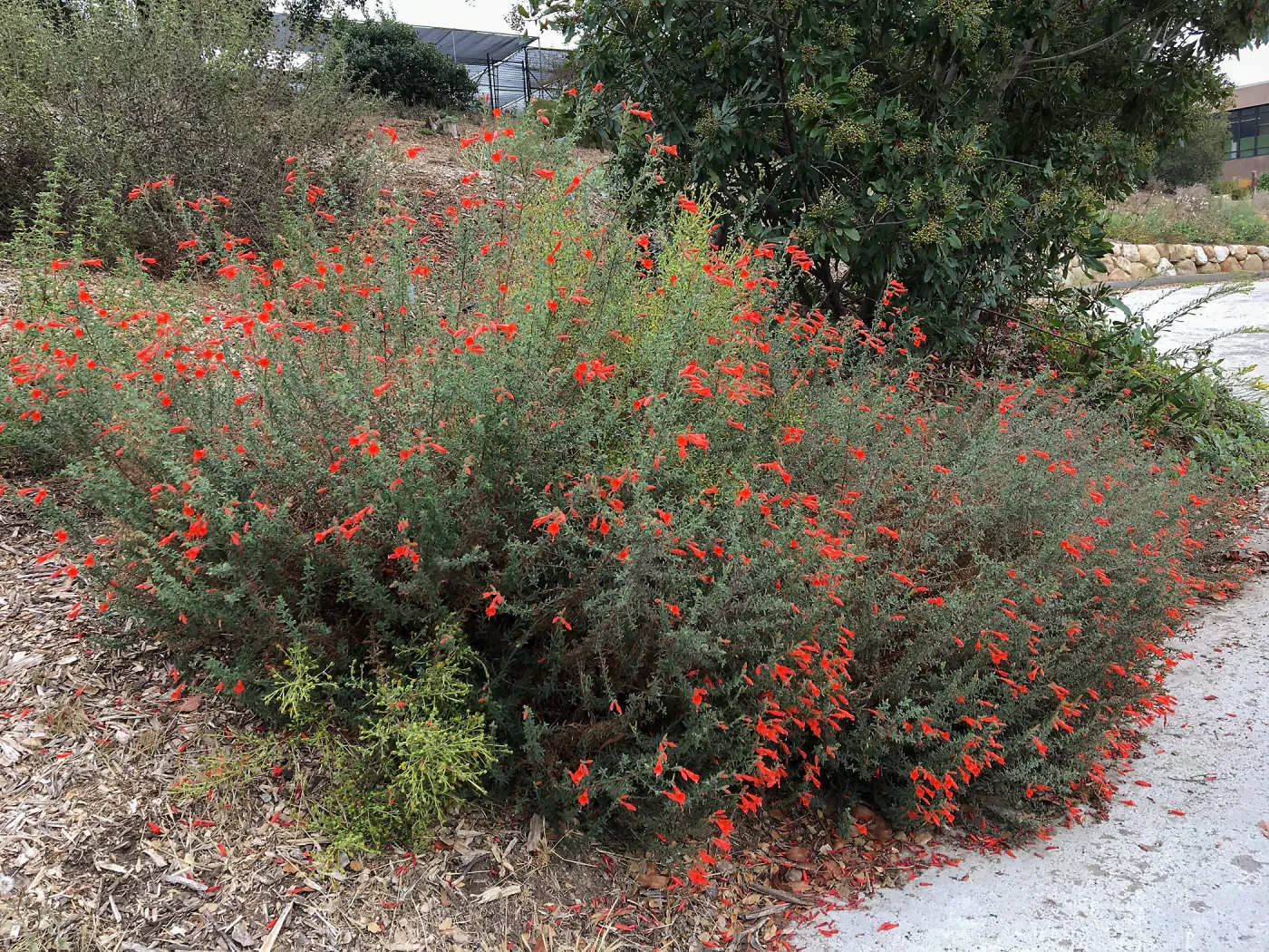 Epilobium along east side driveway