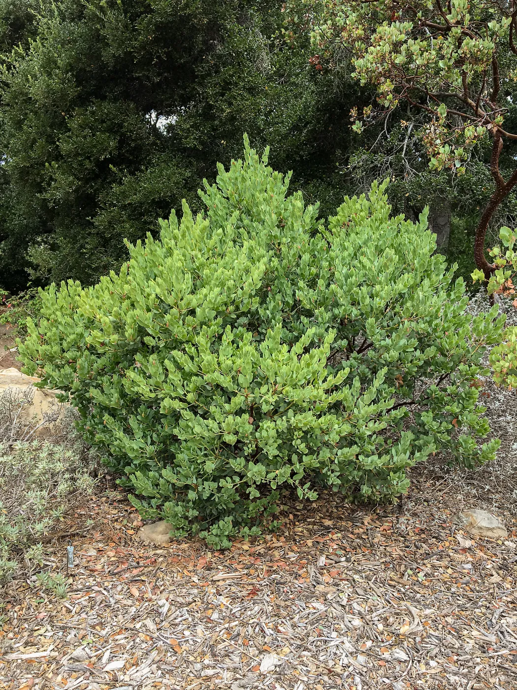Arctostaphylos glauca