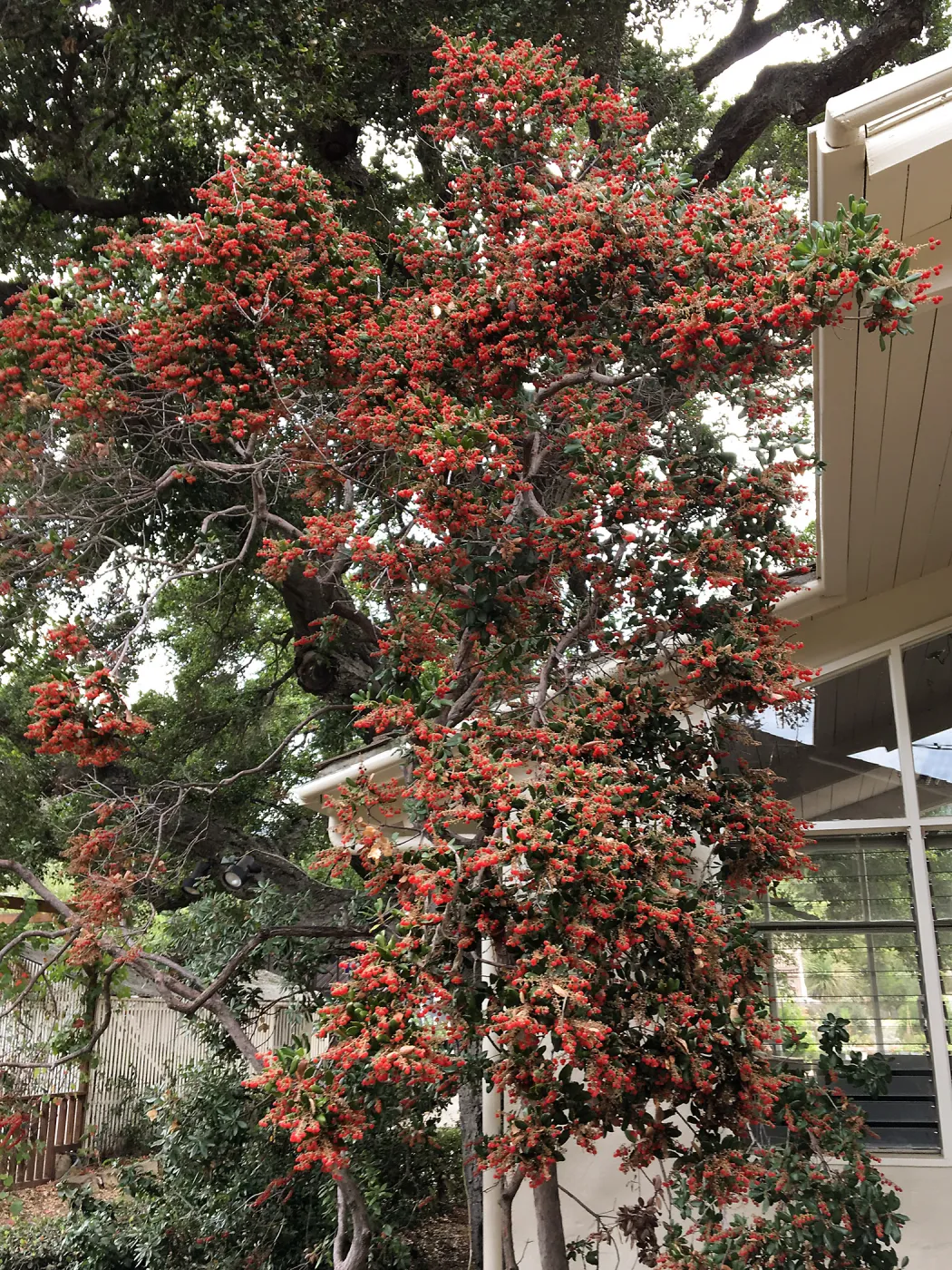  Comarostaphylis behind west Library office