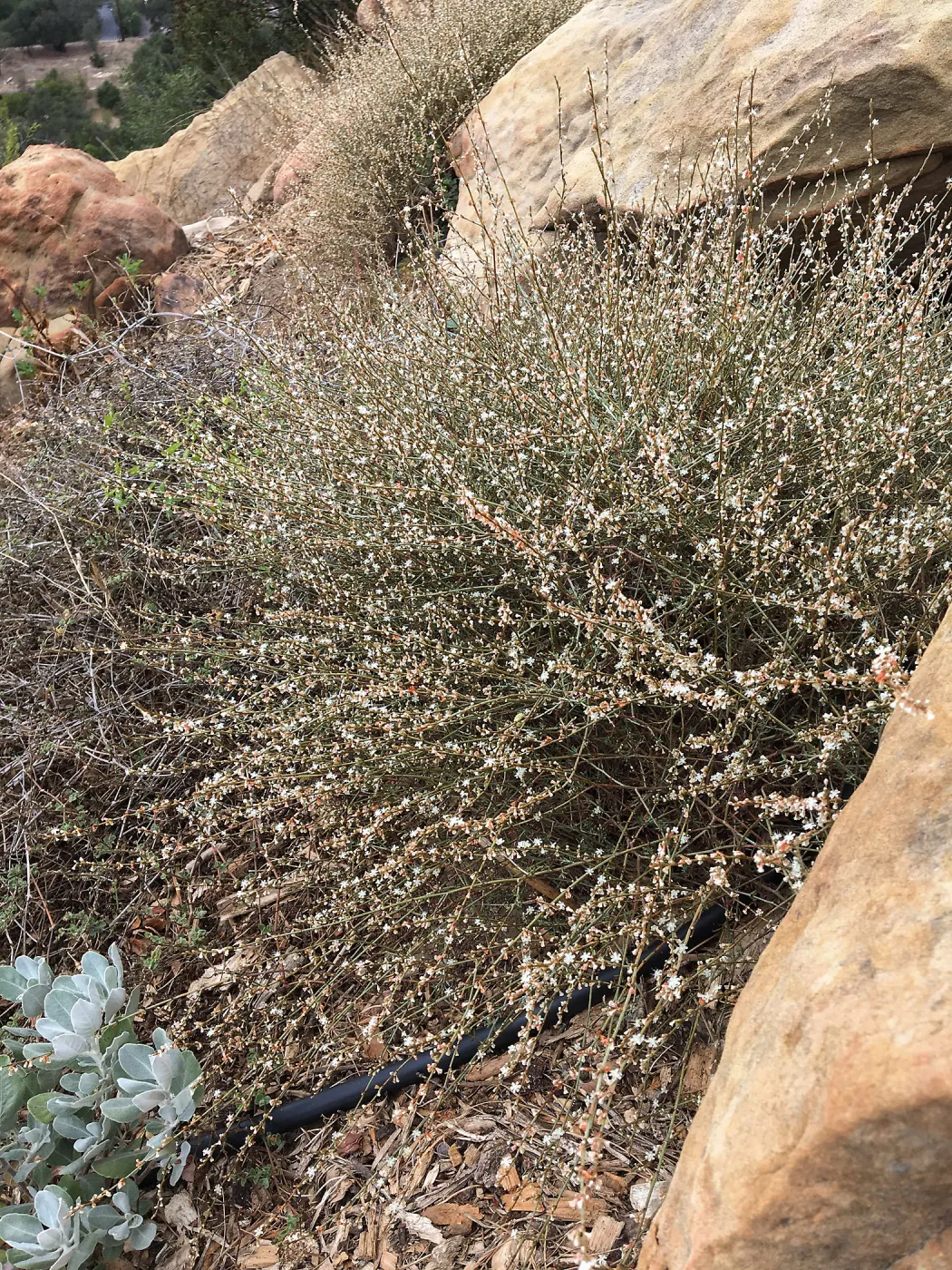 Eriogonum wrightii, island Section below PCC