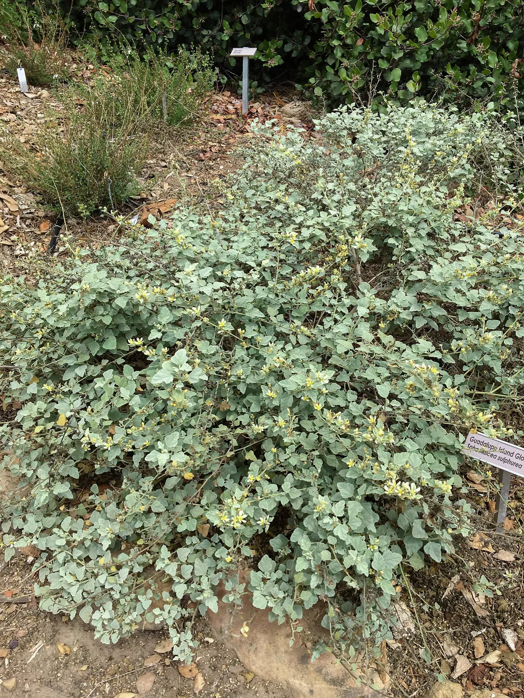 Sphaeralcea sulphurea, Island Section below PCC