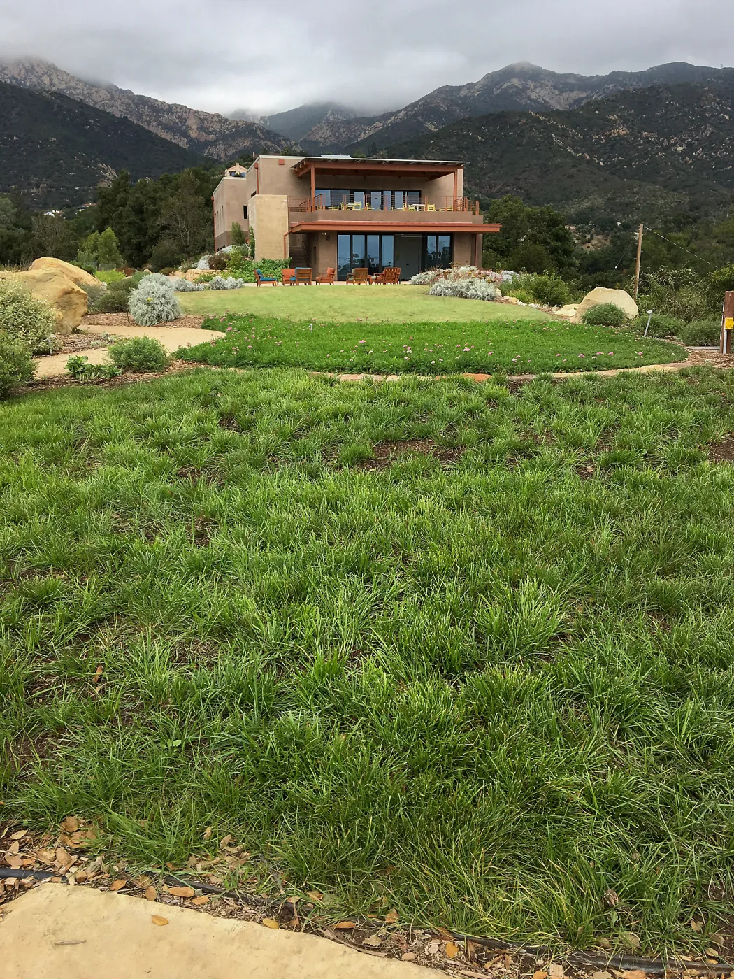 Carex lawn at Island View Garden