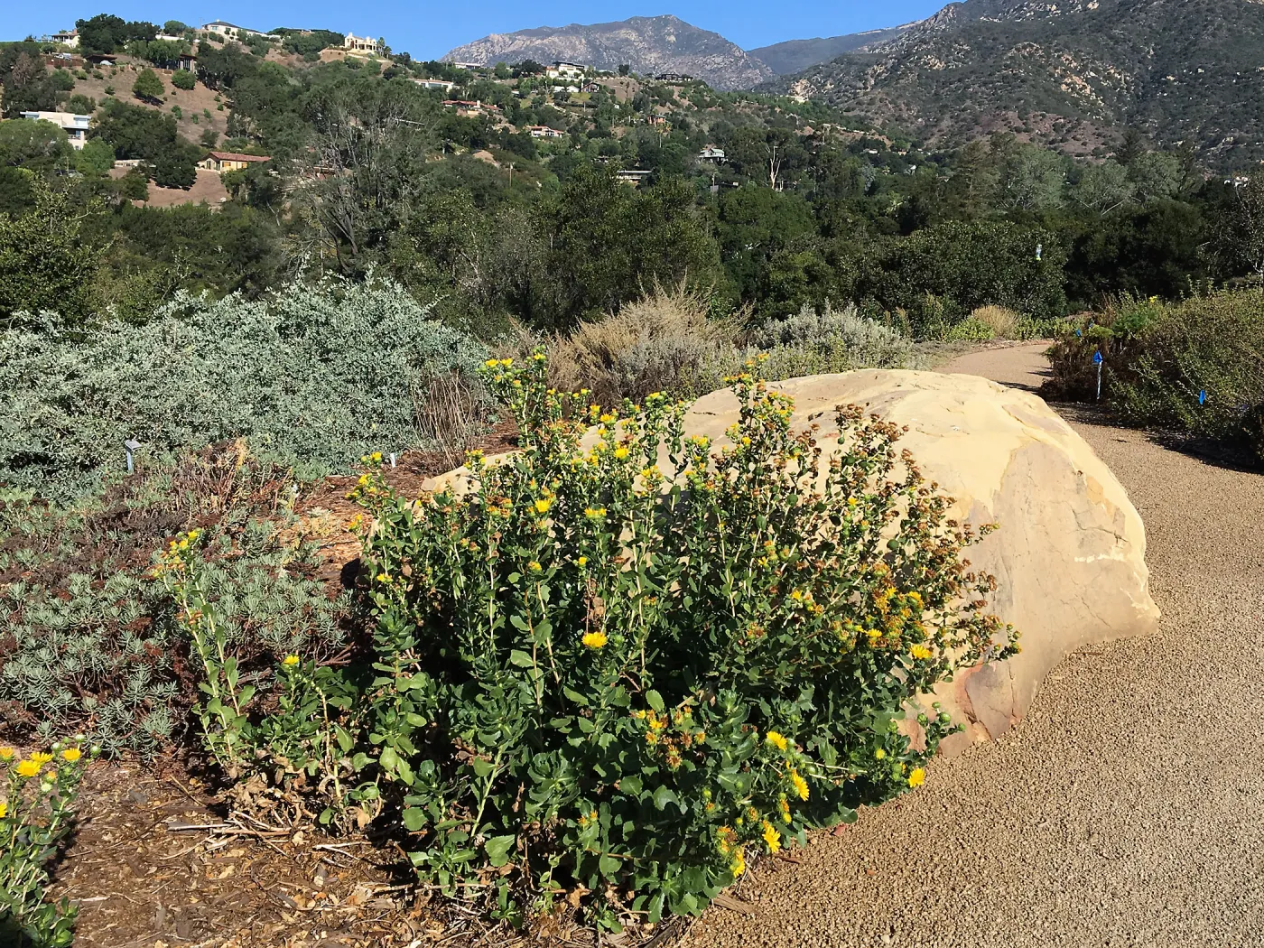 Grindelia hirsutula, Island View garden