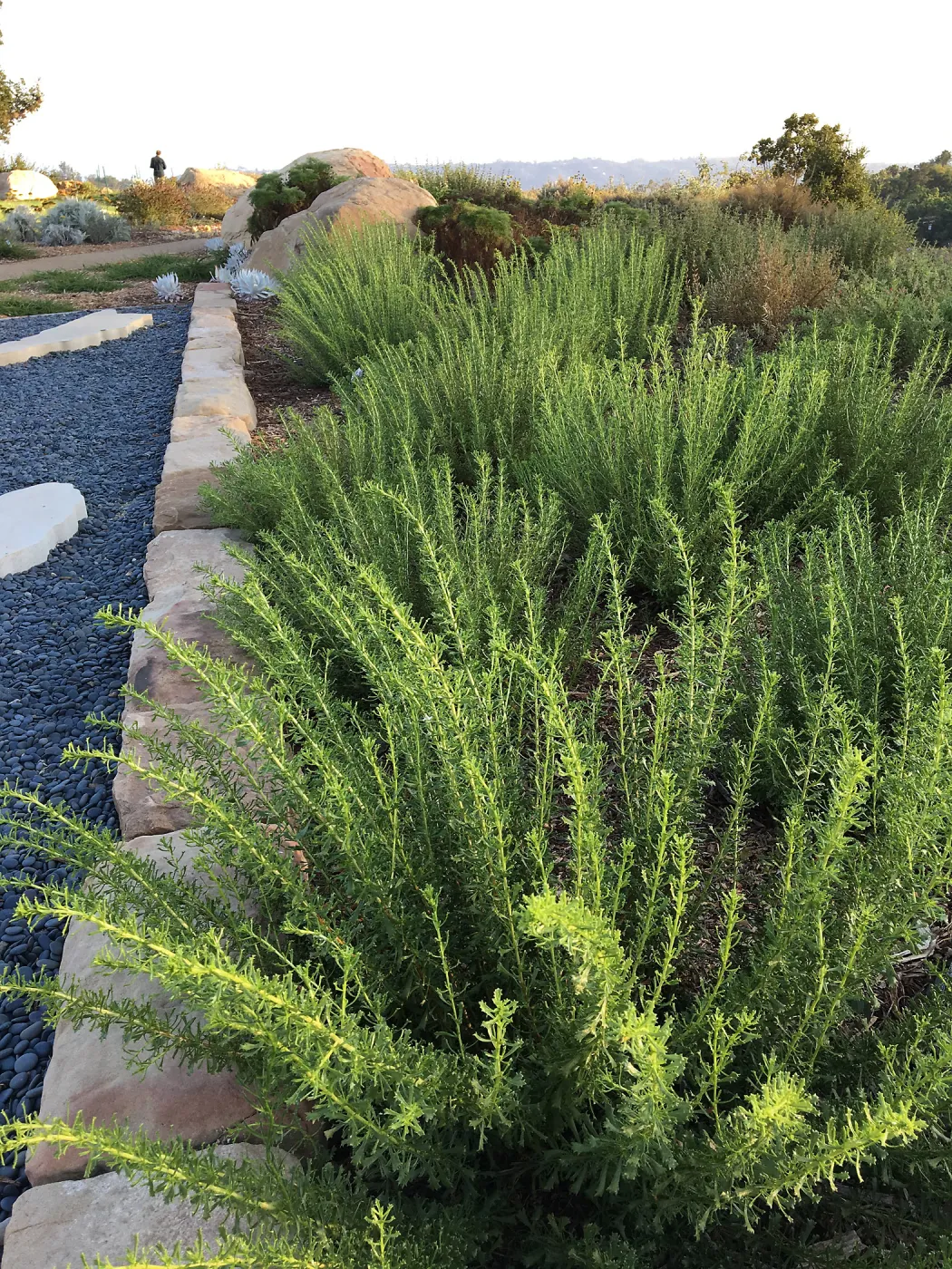 Isocoma menziesii ssp tridentata in the Island View Garden