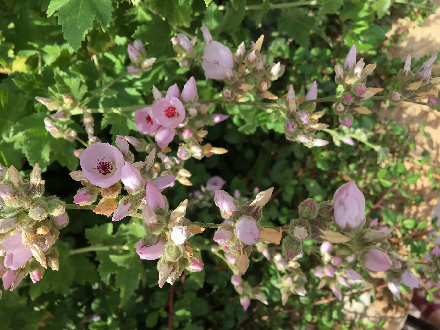 Malacothamnus fasciculatus insularis at PCC planter