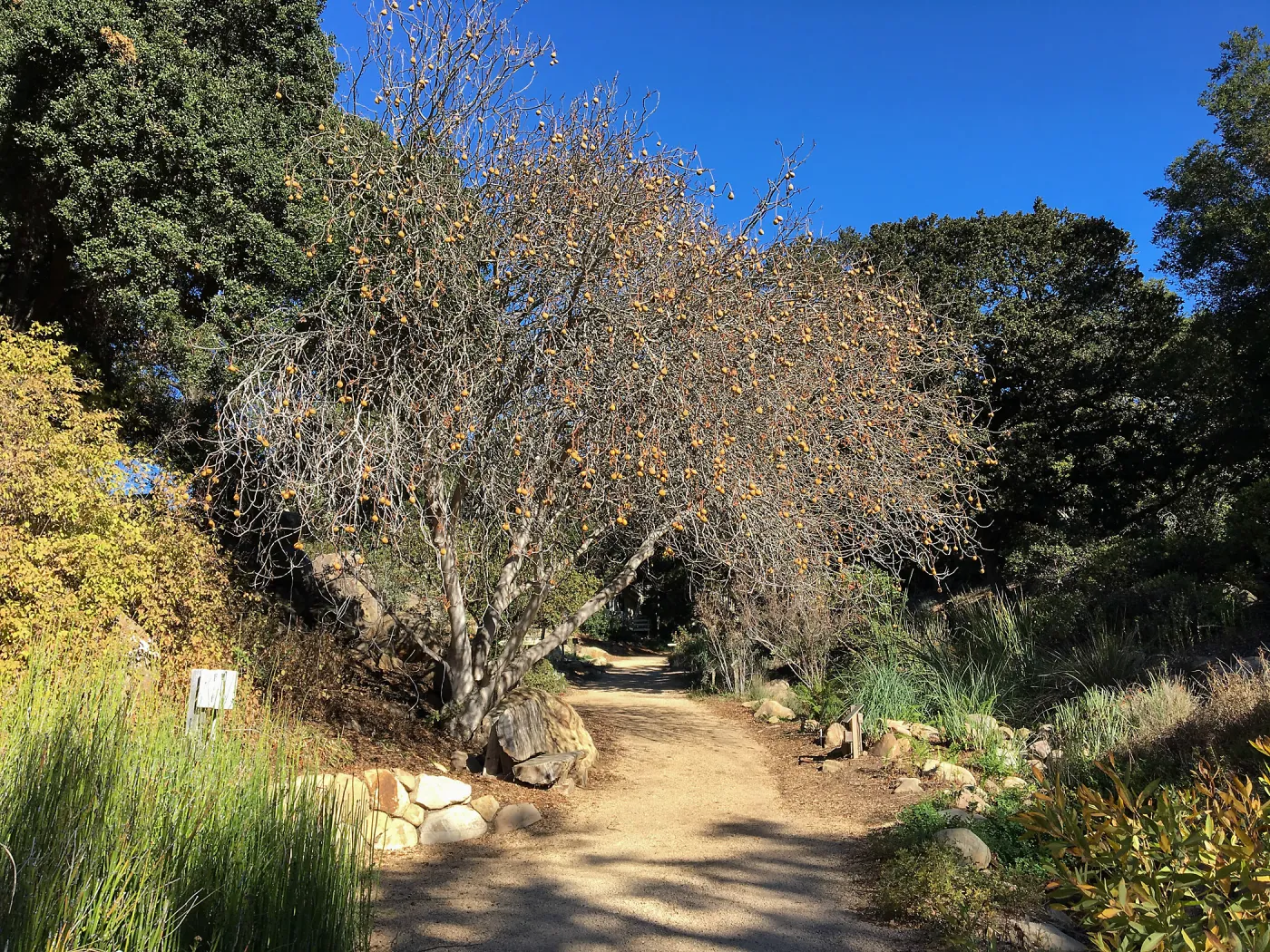 Aesculus californica in lower Arroyo