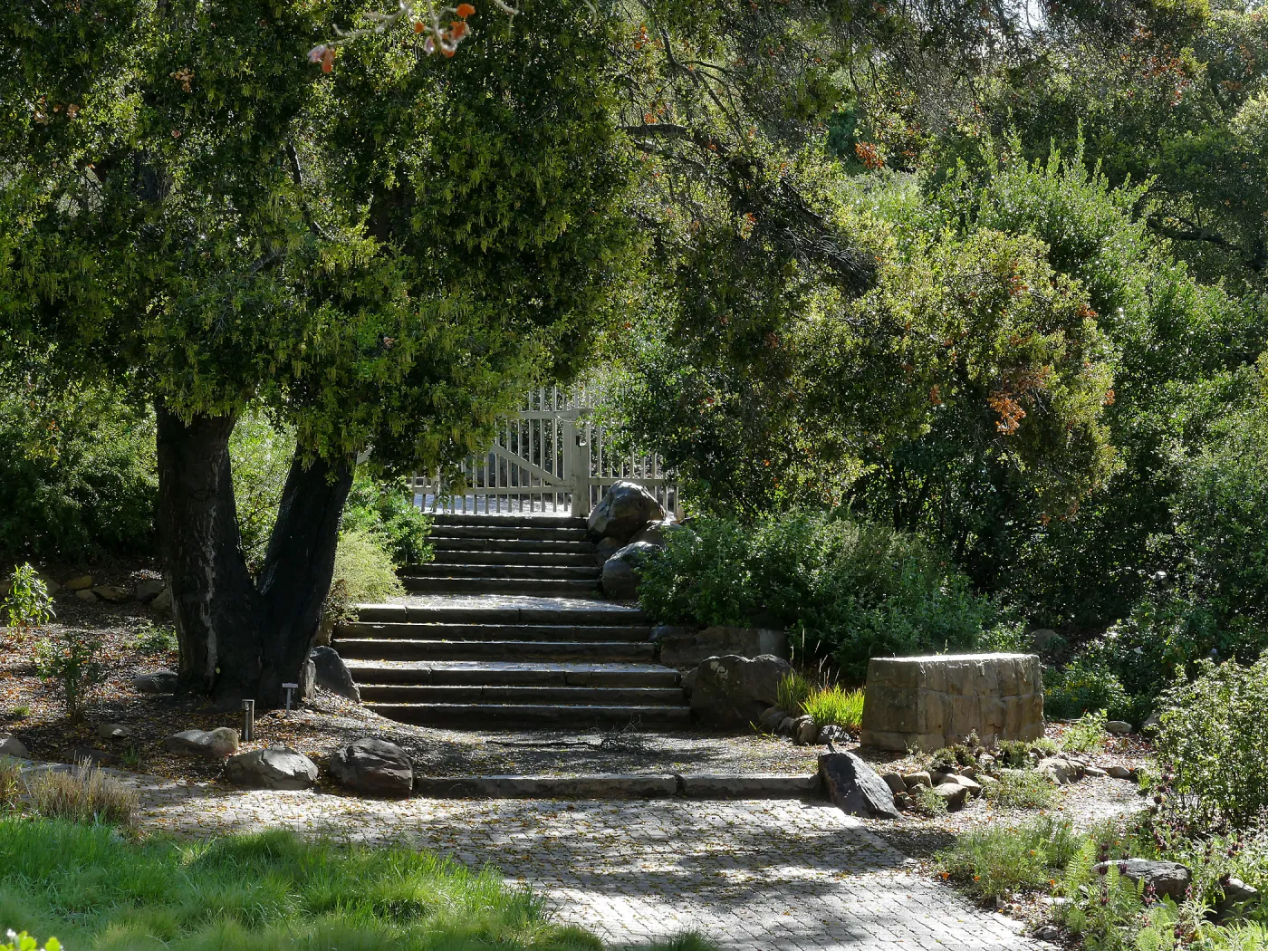 Clara Small Smith Steps