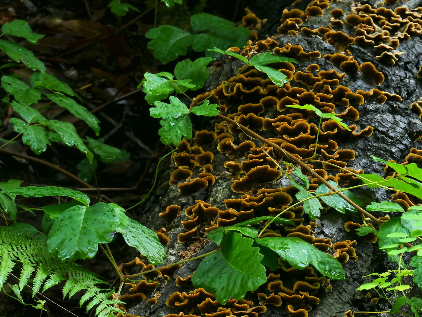 Fallen tree trunk with fungus and poison oak above the Redwoods