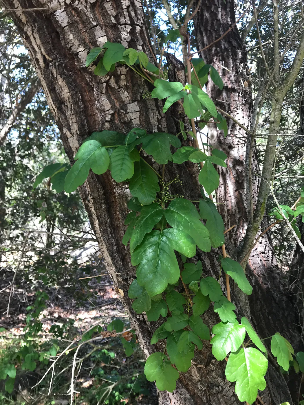 What's That Plant? field trip to Tucker's Grove, poison oak in flower
