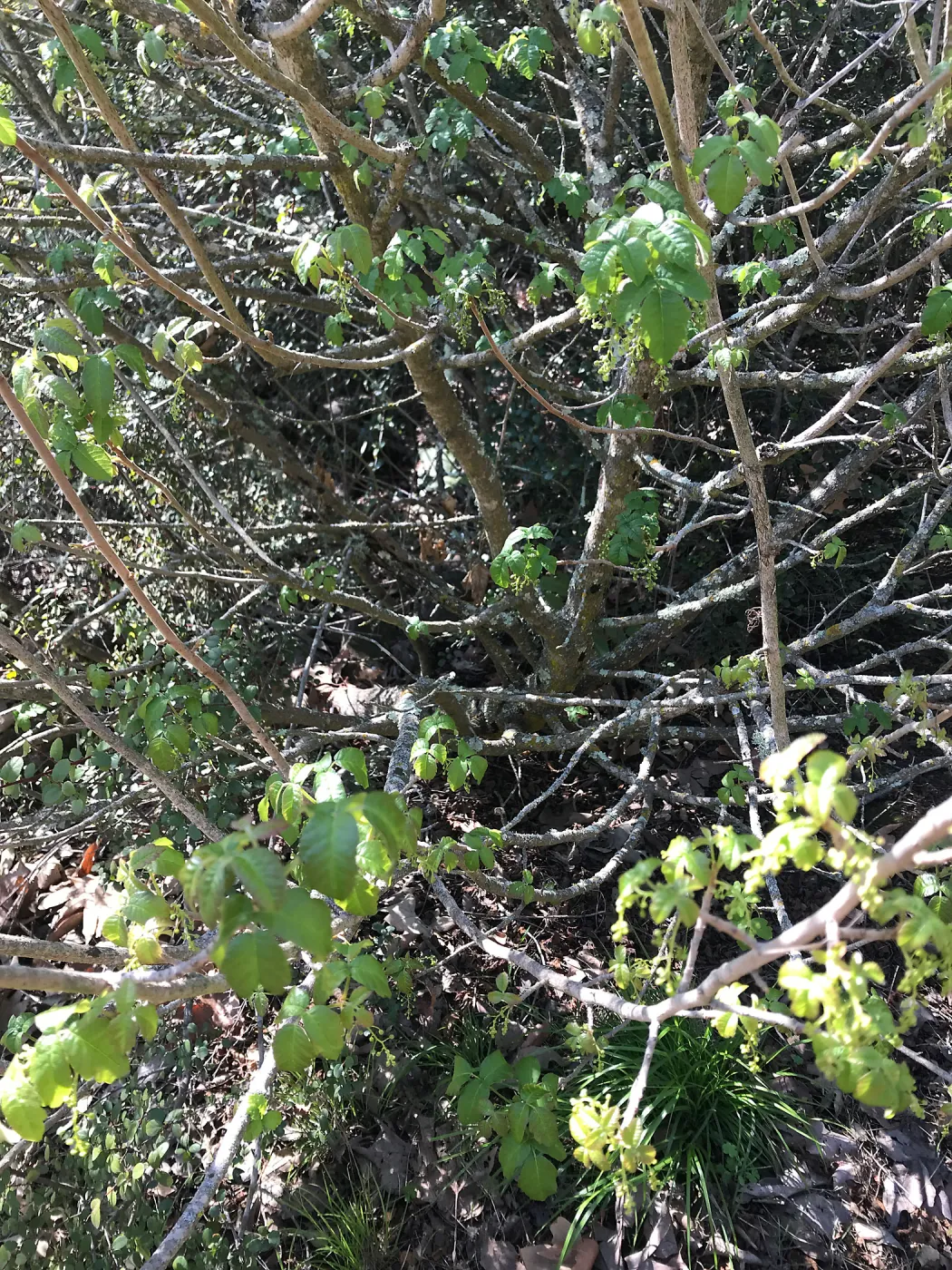 What's That Plant? field trip to Tucker's Grove, poison oak in shrub form