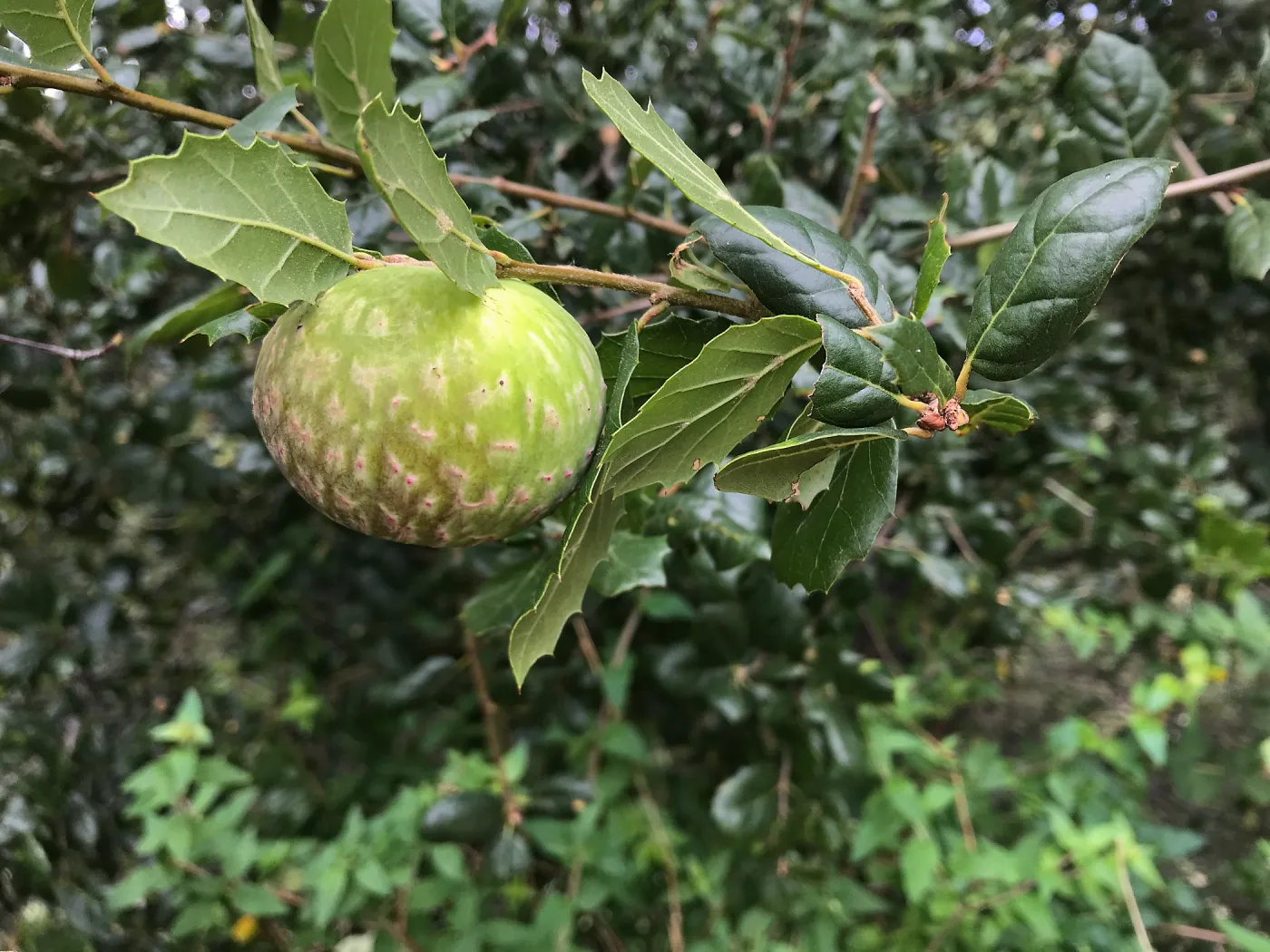 Oak Gall (Coastal Live Oak)