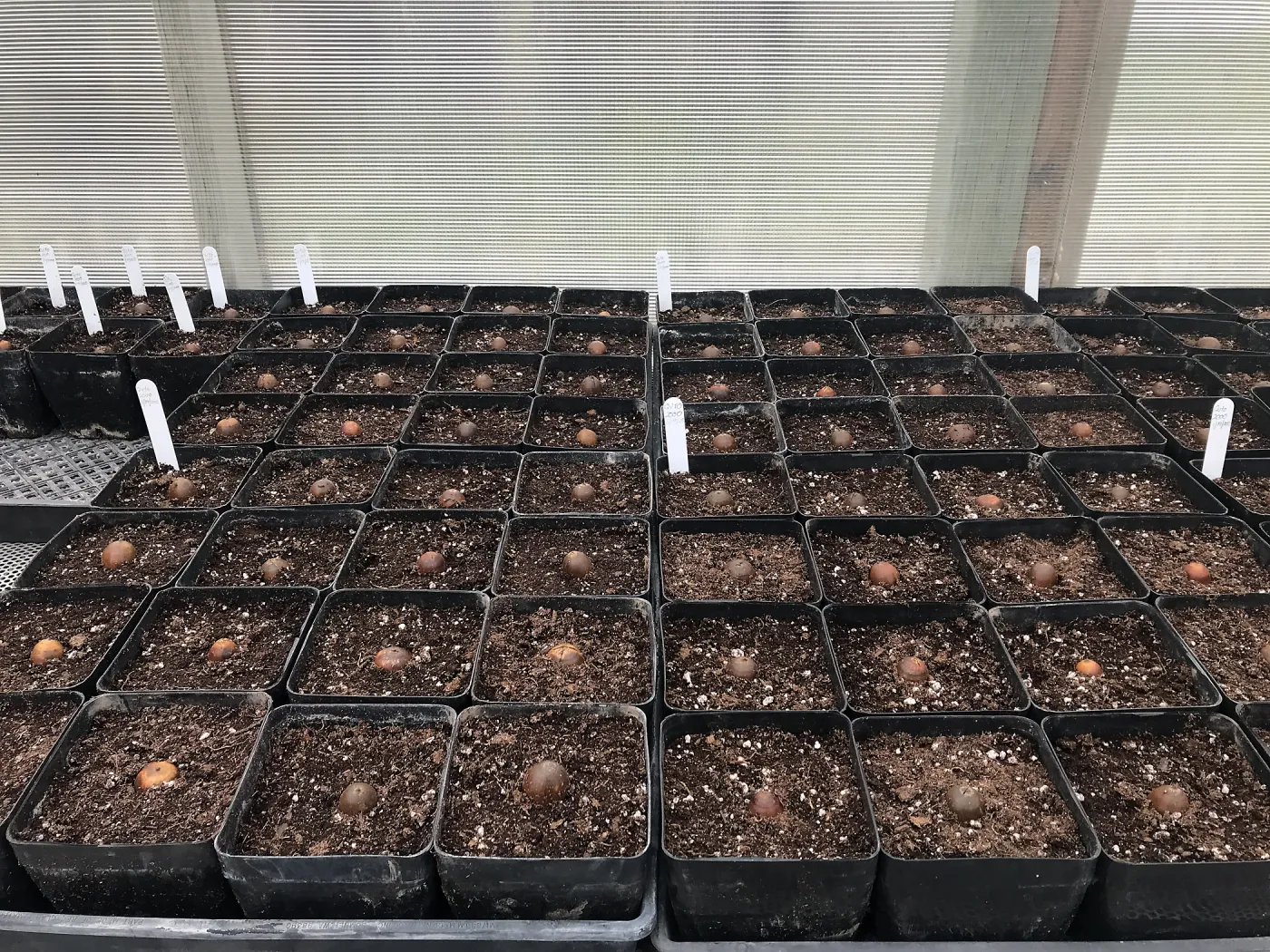 Island Oak acorns that we collected and planted, NPS Nursery