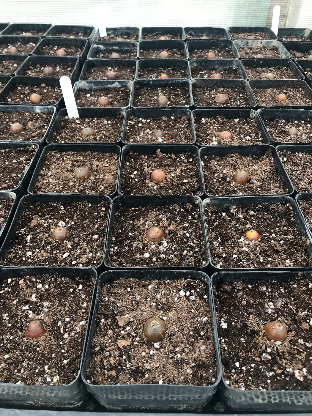 Island Oak acorns that we collected and planted, NPS Nursery