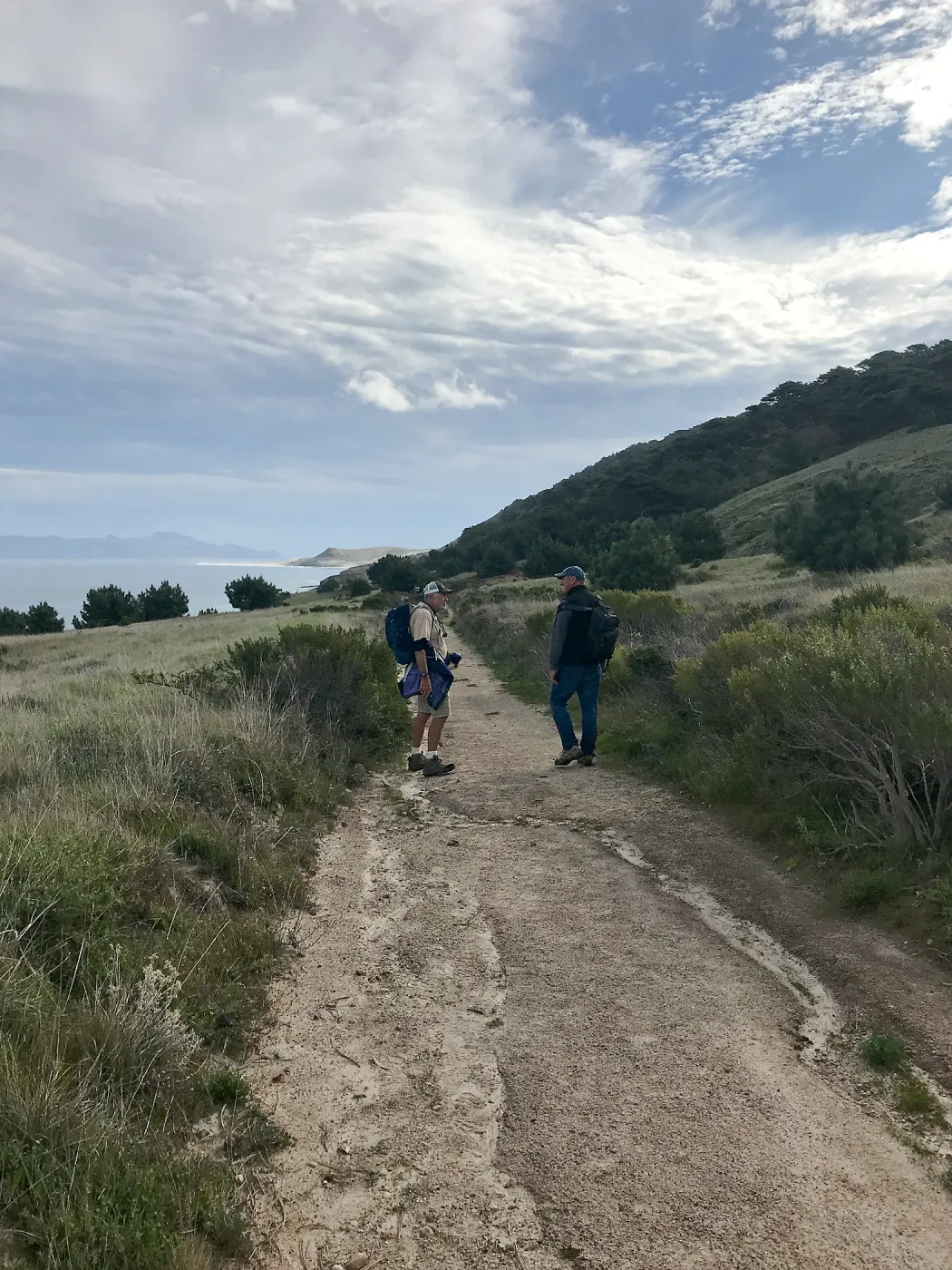 Torrey Pines, Santa Cruz Island, Hike to Torrey Pines