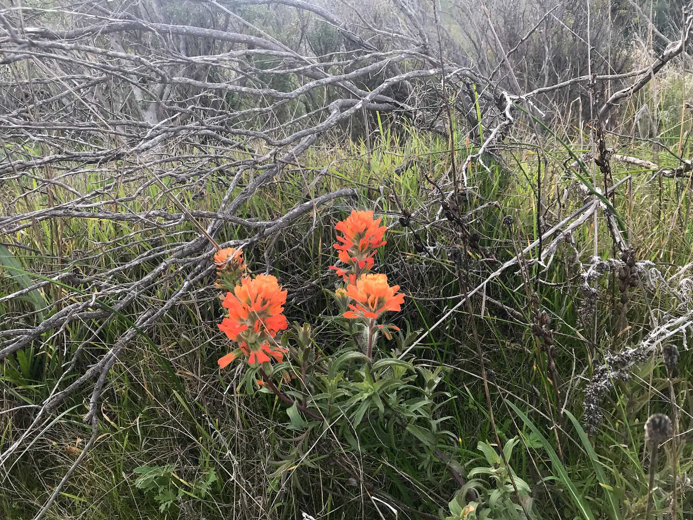 Paintbrush, Hike to Torrey Pines