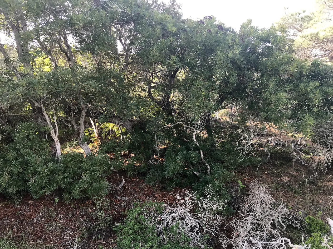 Ironwoods, Hike to Torrey Pines