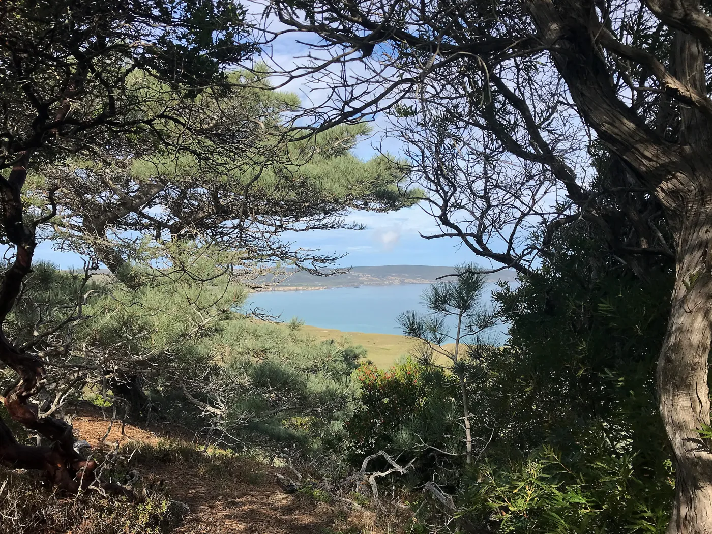 Torrey Pines, Ironwood, Manzanita, Hike to Torrey Pines