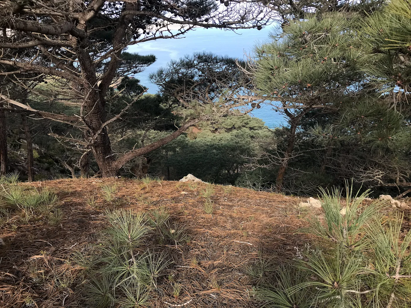 Baby Torrey Pines, Hike to Torrey Pines